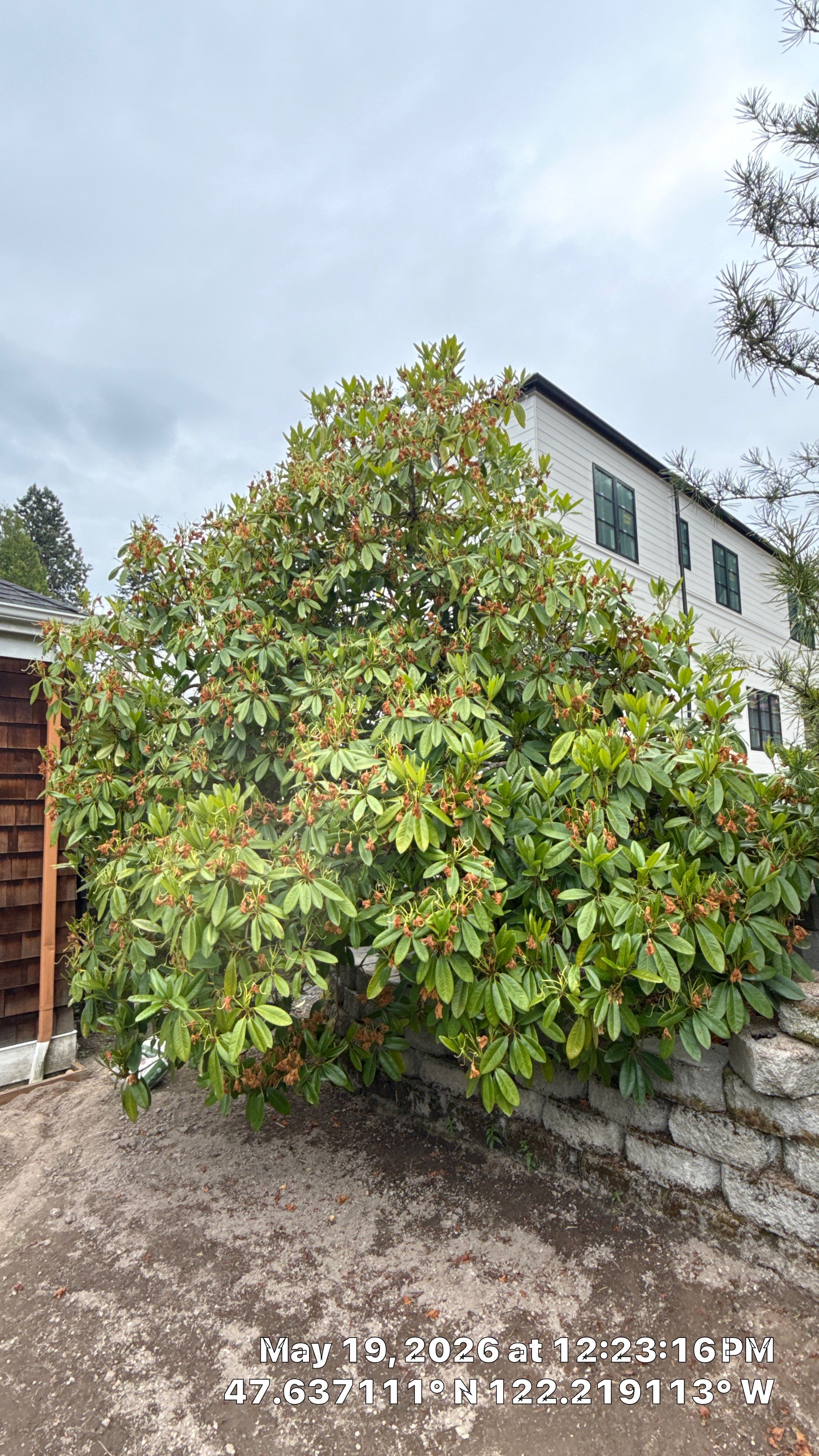 Construction Impact Assessment and Tree Evaluation in Clyde Hill by Sound Tree Care LLC