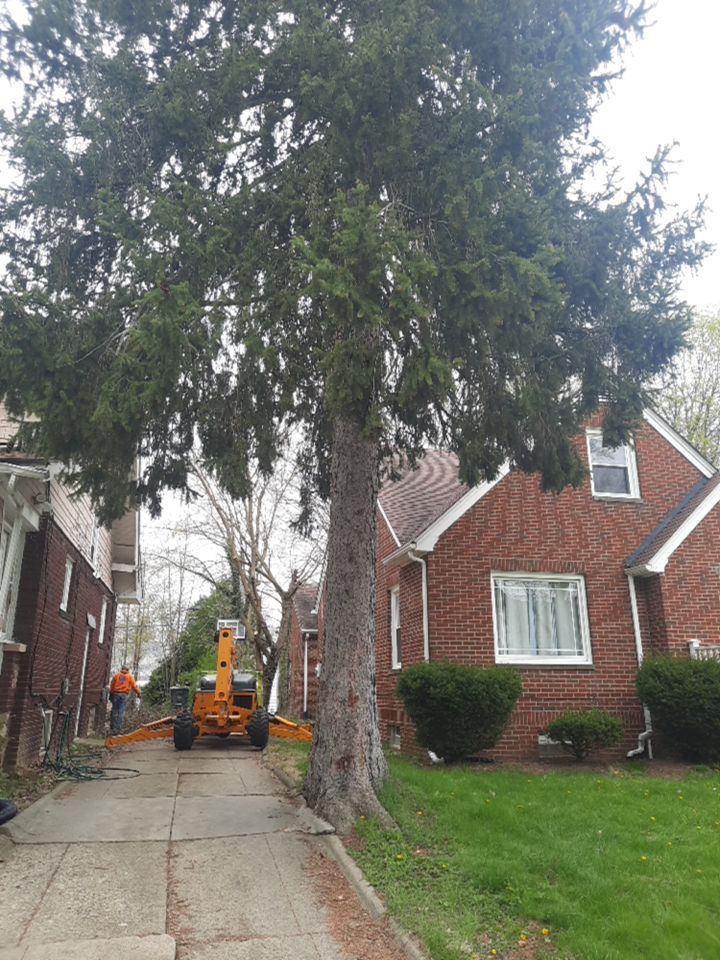 Tree Removal using Tree Removal by Mike Jones & Sons Tree Service LLC 