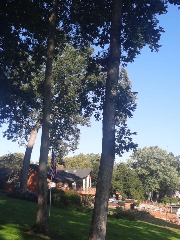 Tree Trimming using Tree Pruing by Mike Jones & Sons Tree Service LLC 