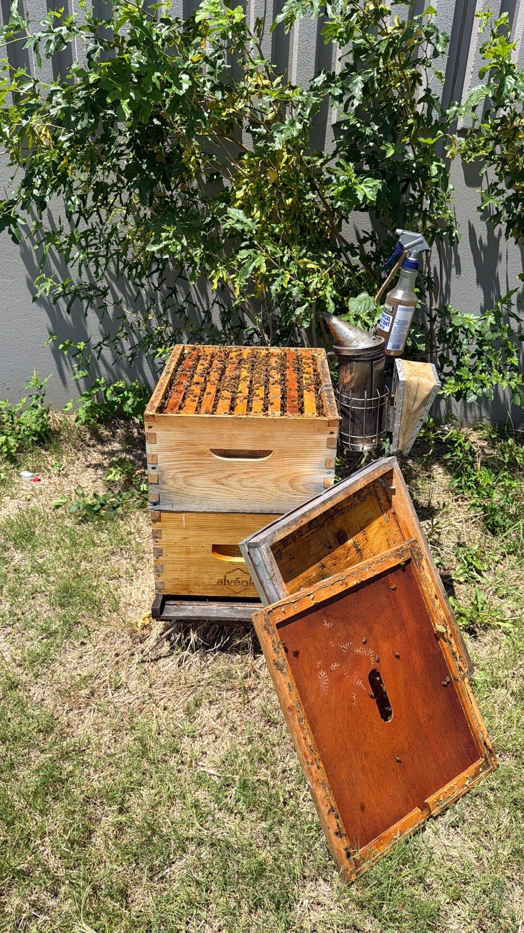 Big Rig Lot Bees by Rockwall Honey Bee Company