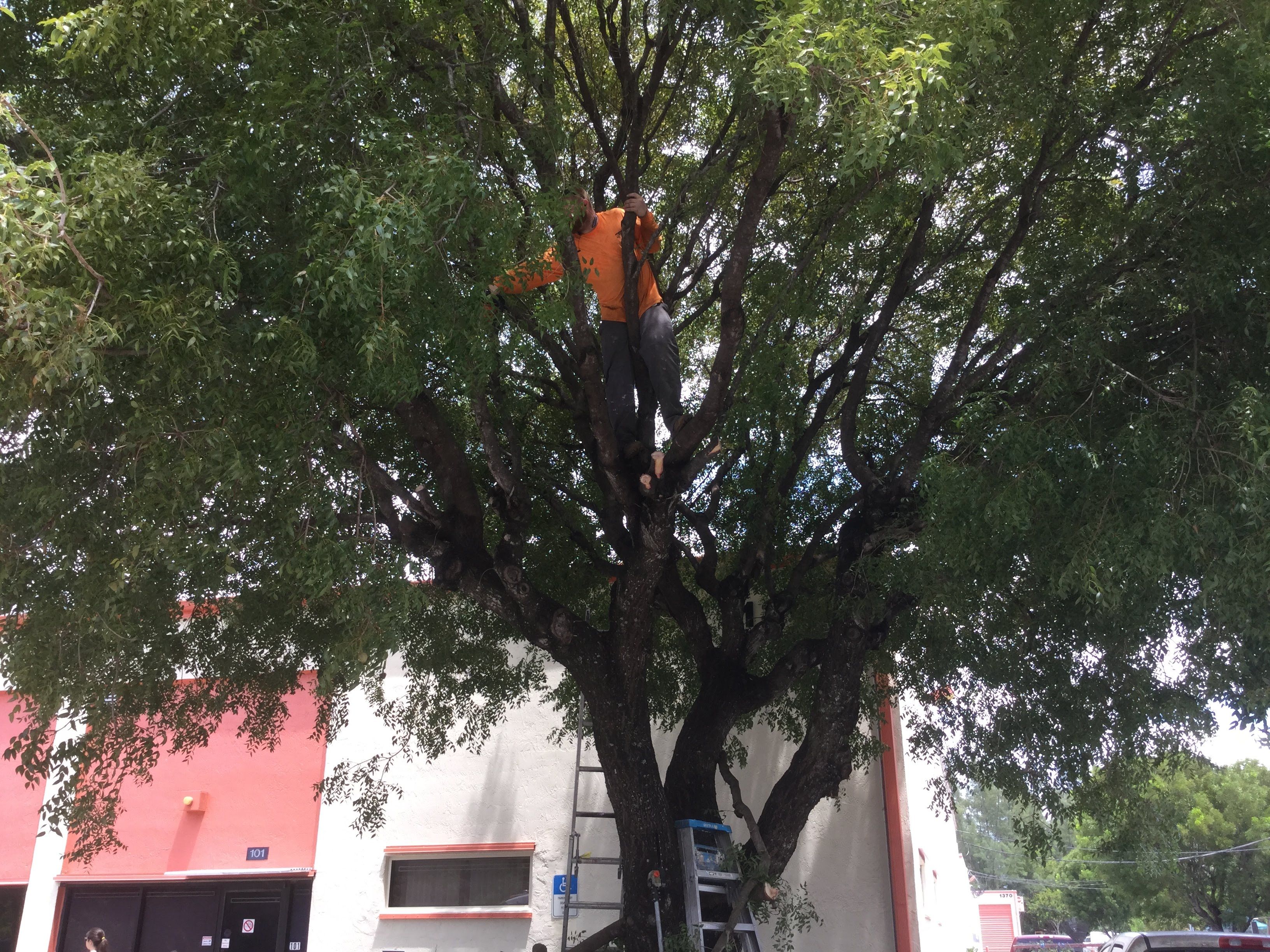 Commercial Tree Trimming & Debris Removal by
M.A.B. Landscaping & Property Maintenance