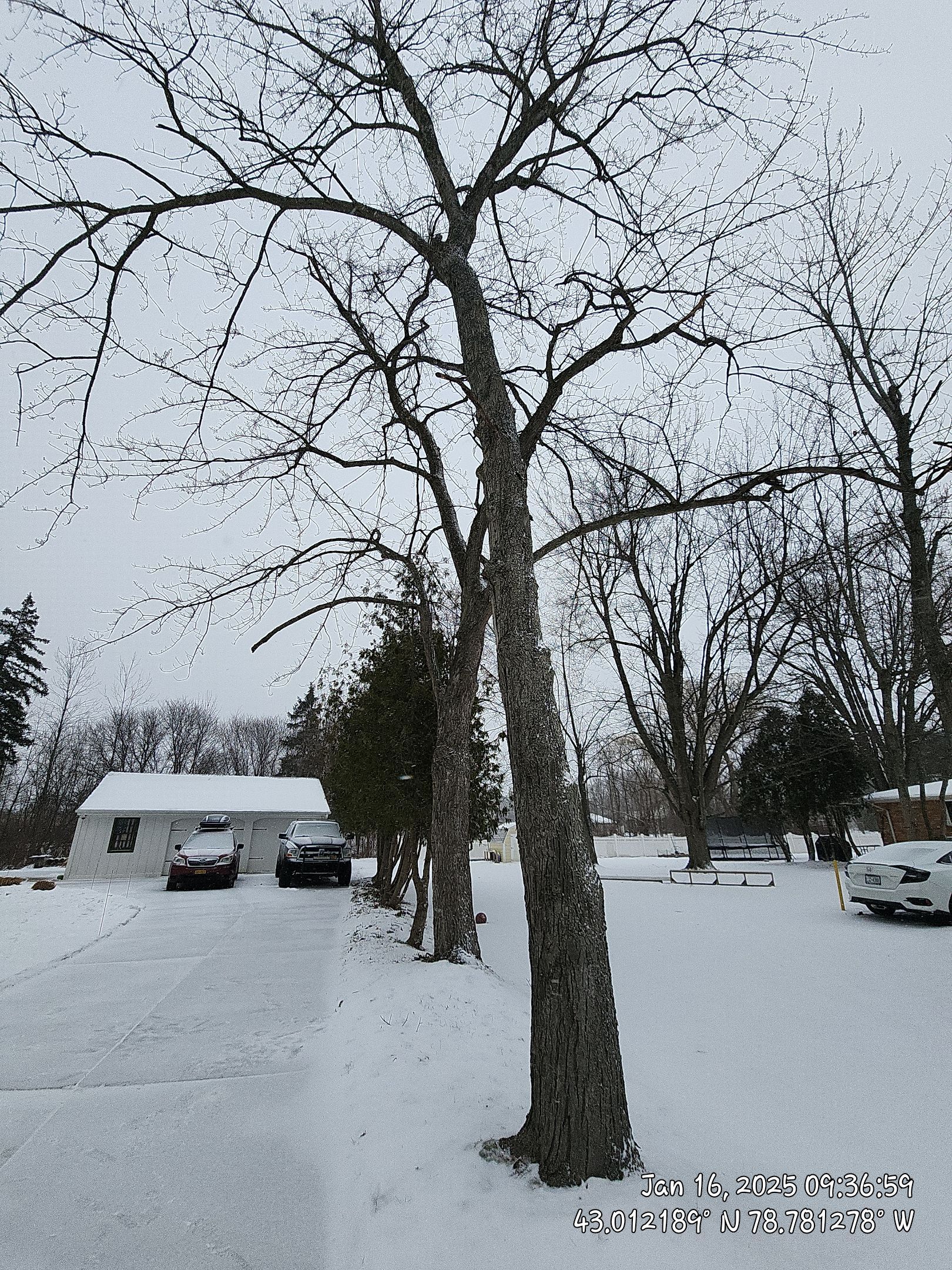 Tree Removal: Future Drive install by Treeman Tom LLC
