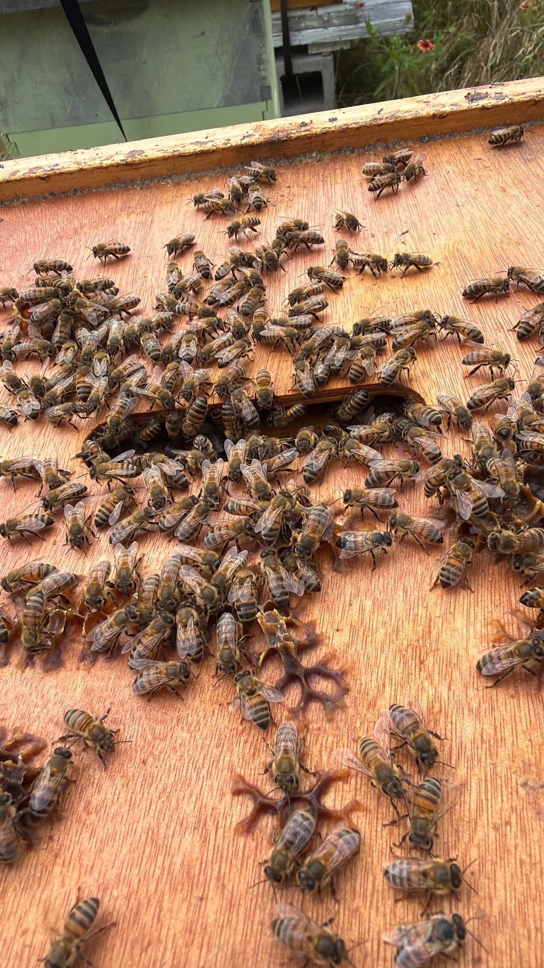 Bees for Ag. Exemption in Heath by Rockwall Honey Bee Company