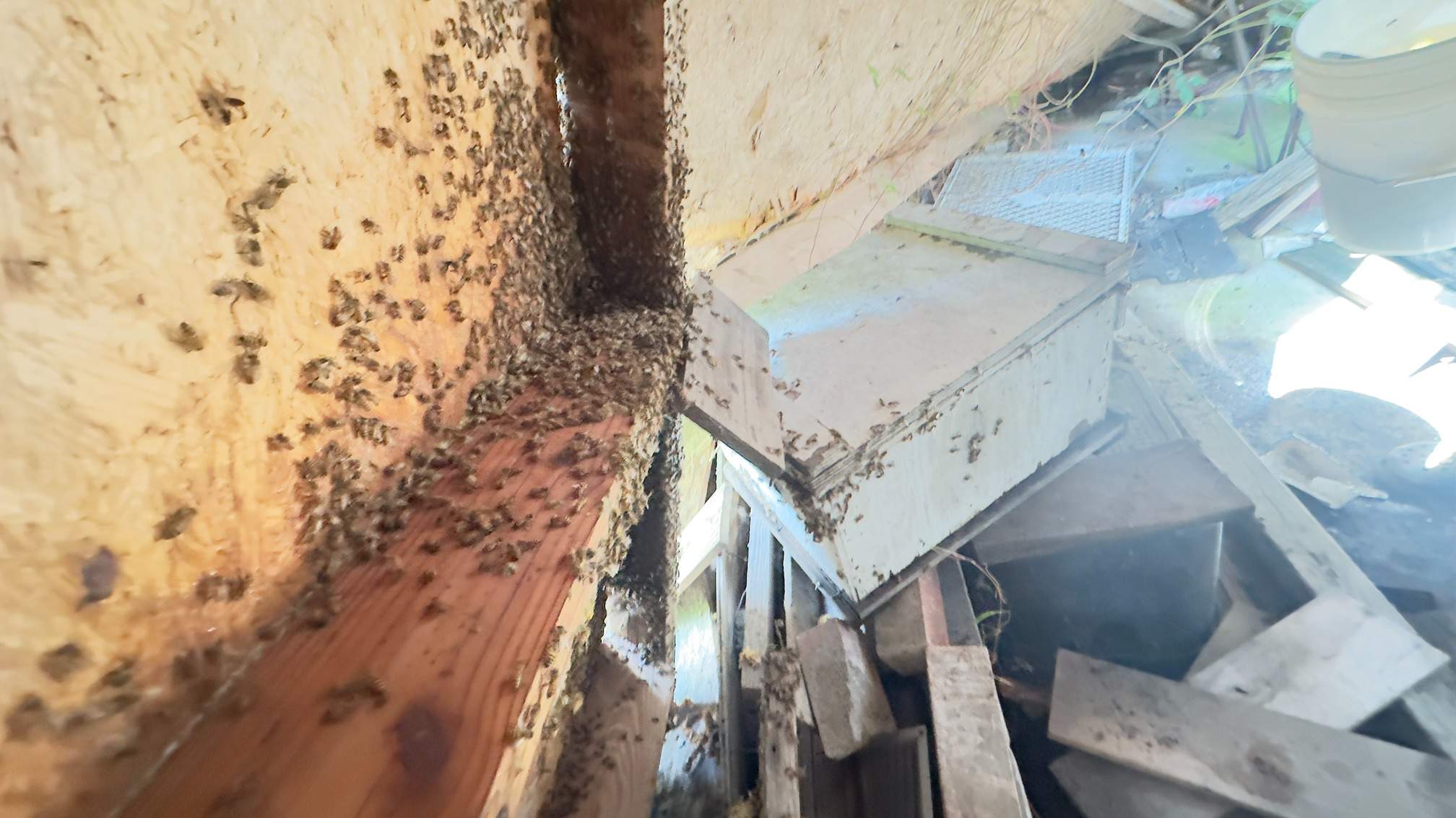 Open Air Garage Beesli by Rockwall Honey Bee Company