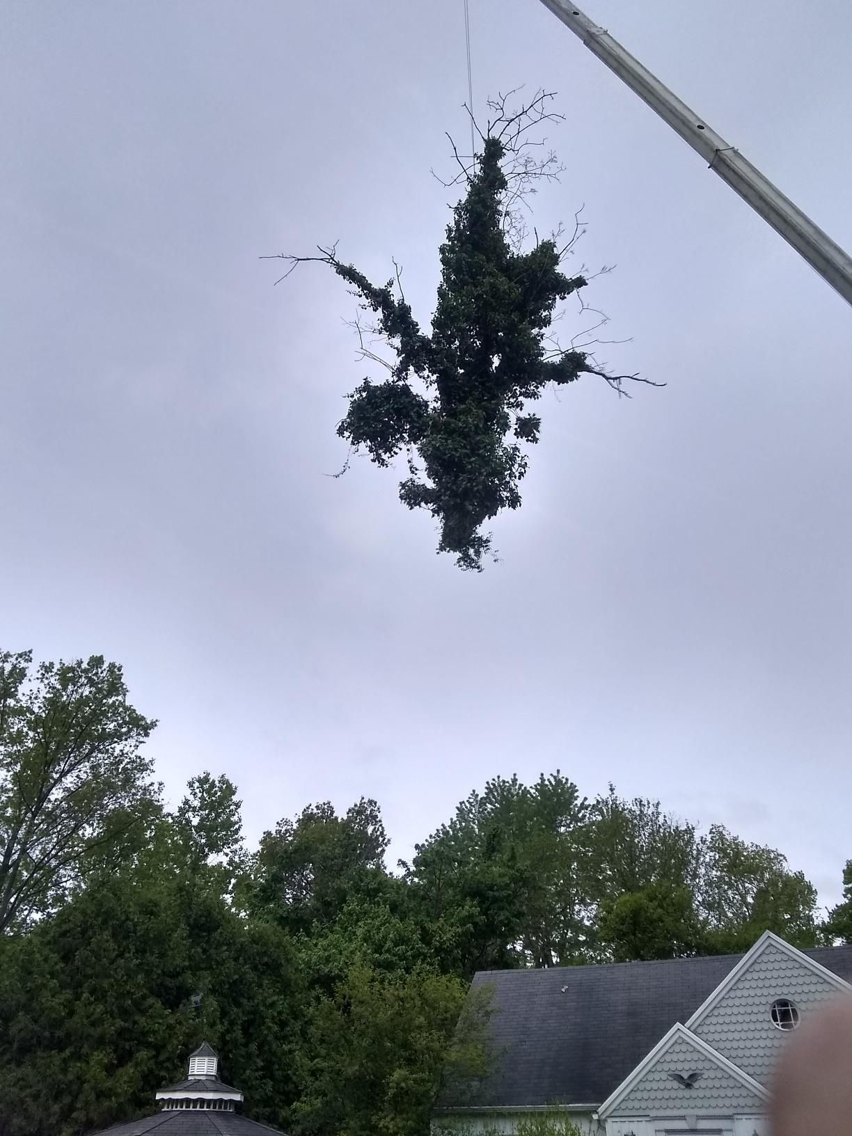 Tree Removal using Tree Removal by Mike Jones & Sons Tree Service LLC 
