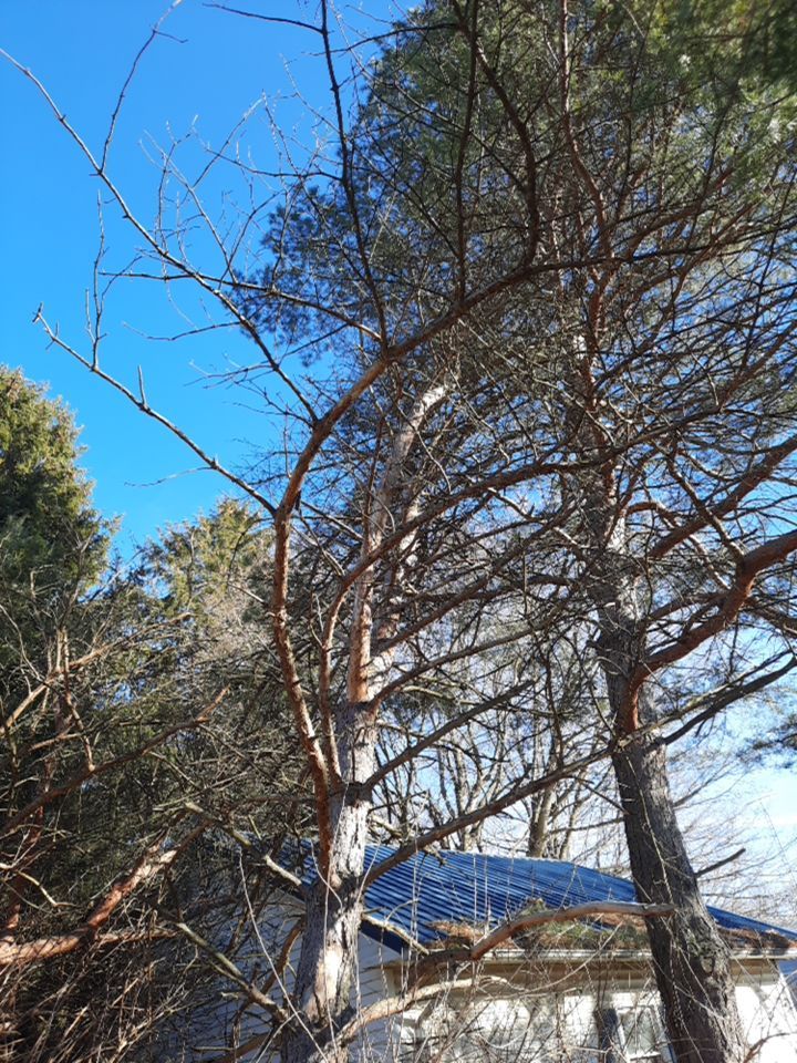 Storm Damaged Tree Removal  using Tree Removal by Mike Jones & Sons Tree Service LLC 