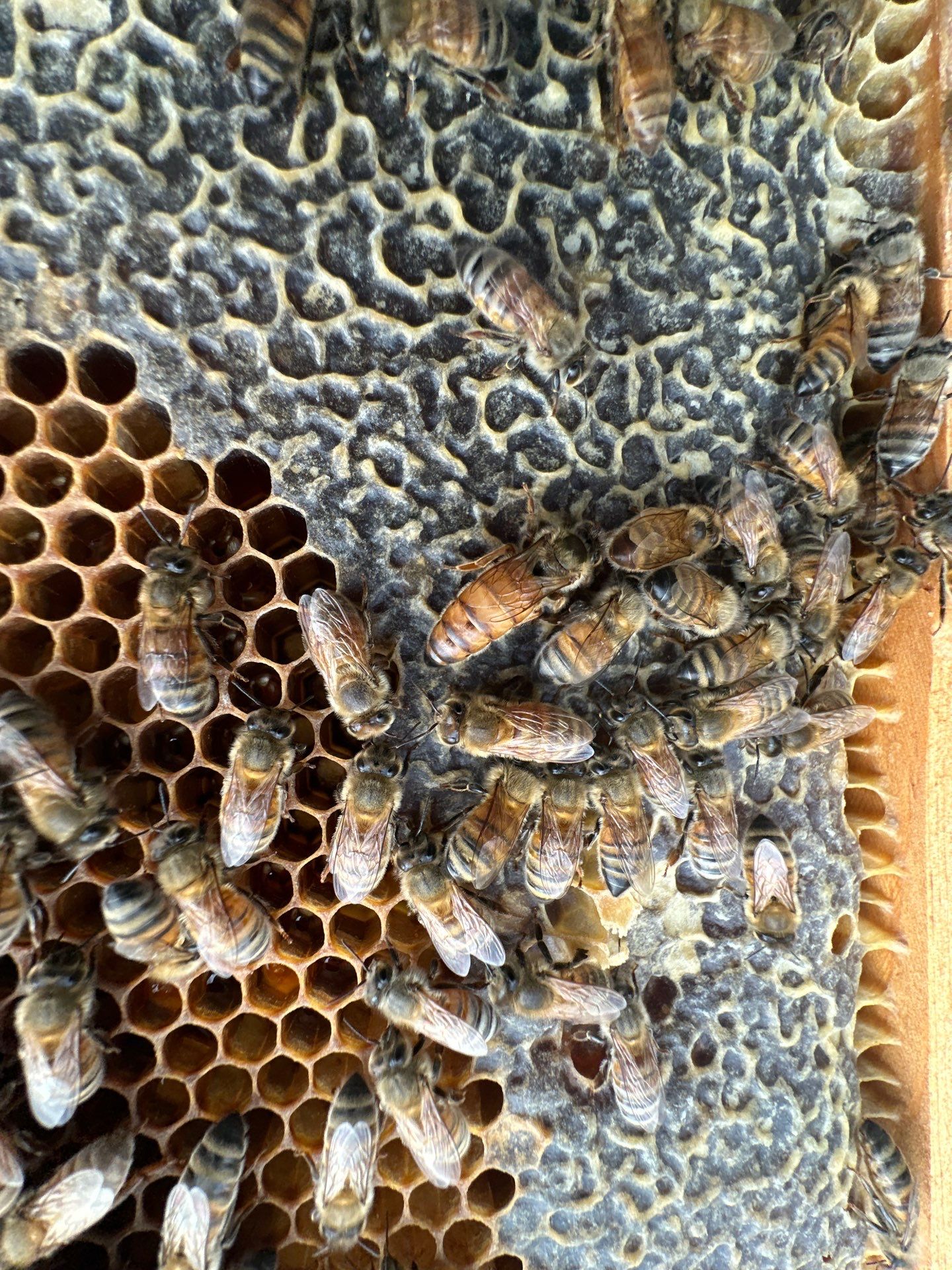 Big Rig Lot Bees by Rockwall Honey Bee Company