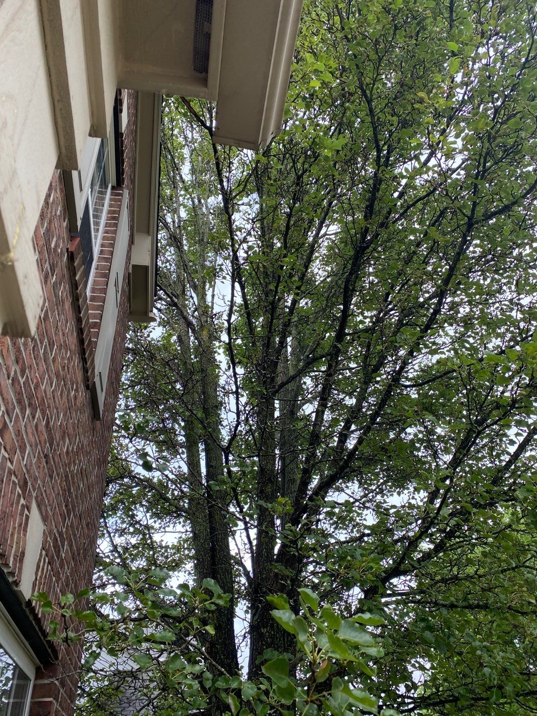 Tree Removal using Tree Removal by Mike Jones & Sons Tree Service LLC 