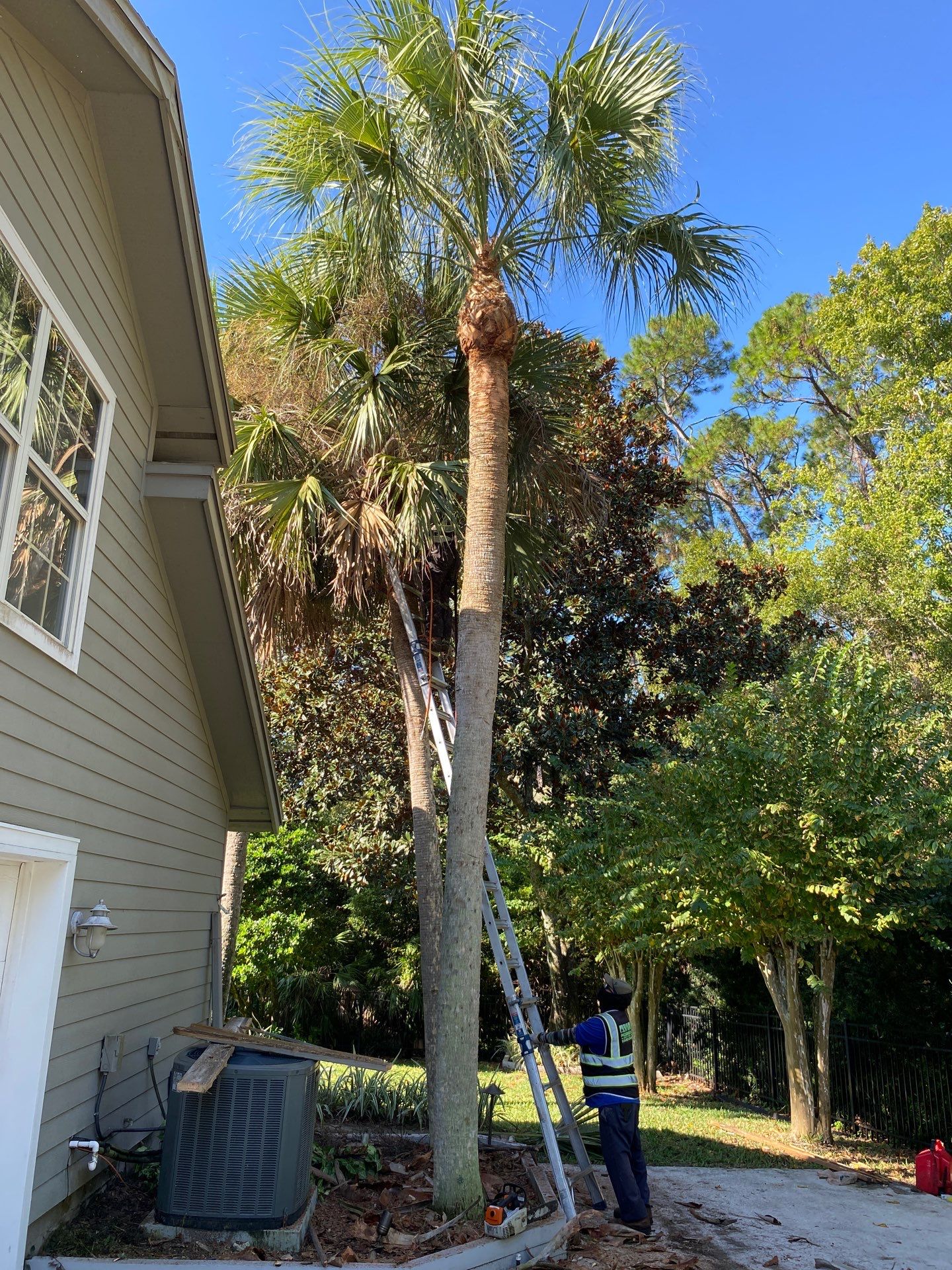 Deerwood Resident | Palm Tree Trimming by ProGreen Services