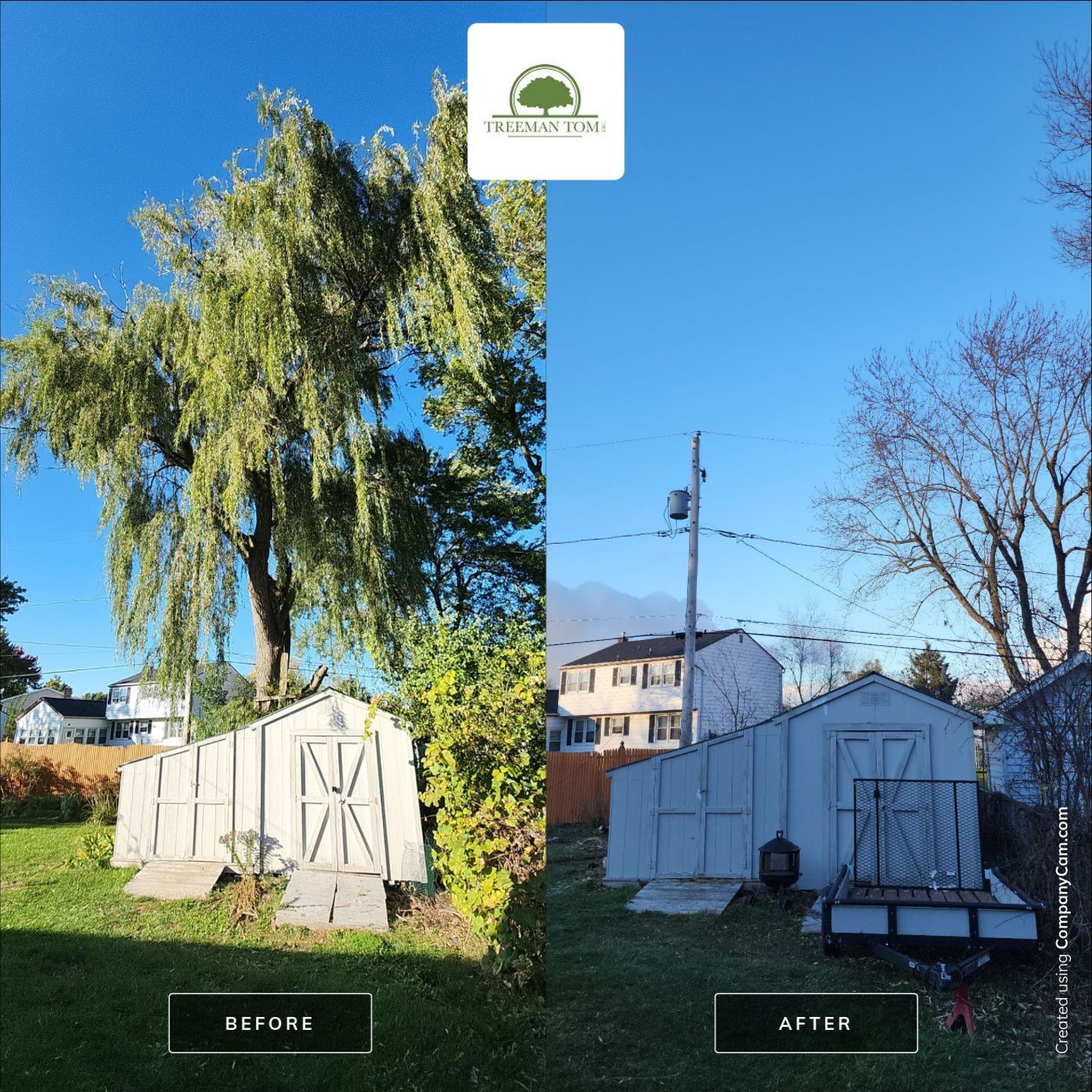 Tree removal of Large Willow  by Treeman Tom LLC