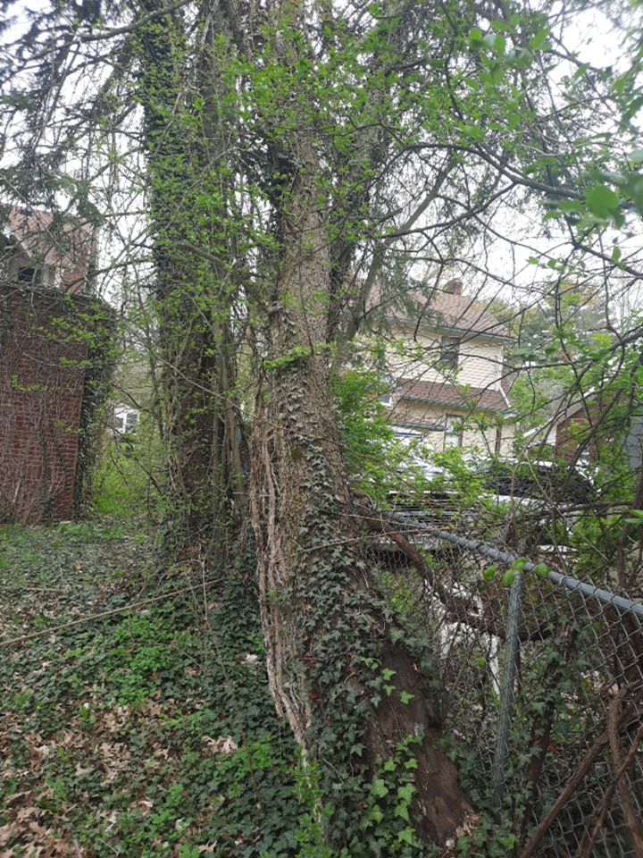 Tree Removal using Tree Removal by Mike Jones & Sons Tree Service LLC 