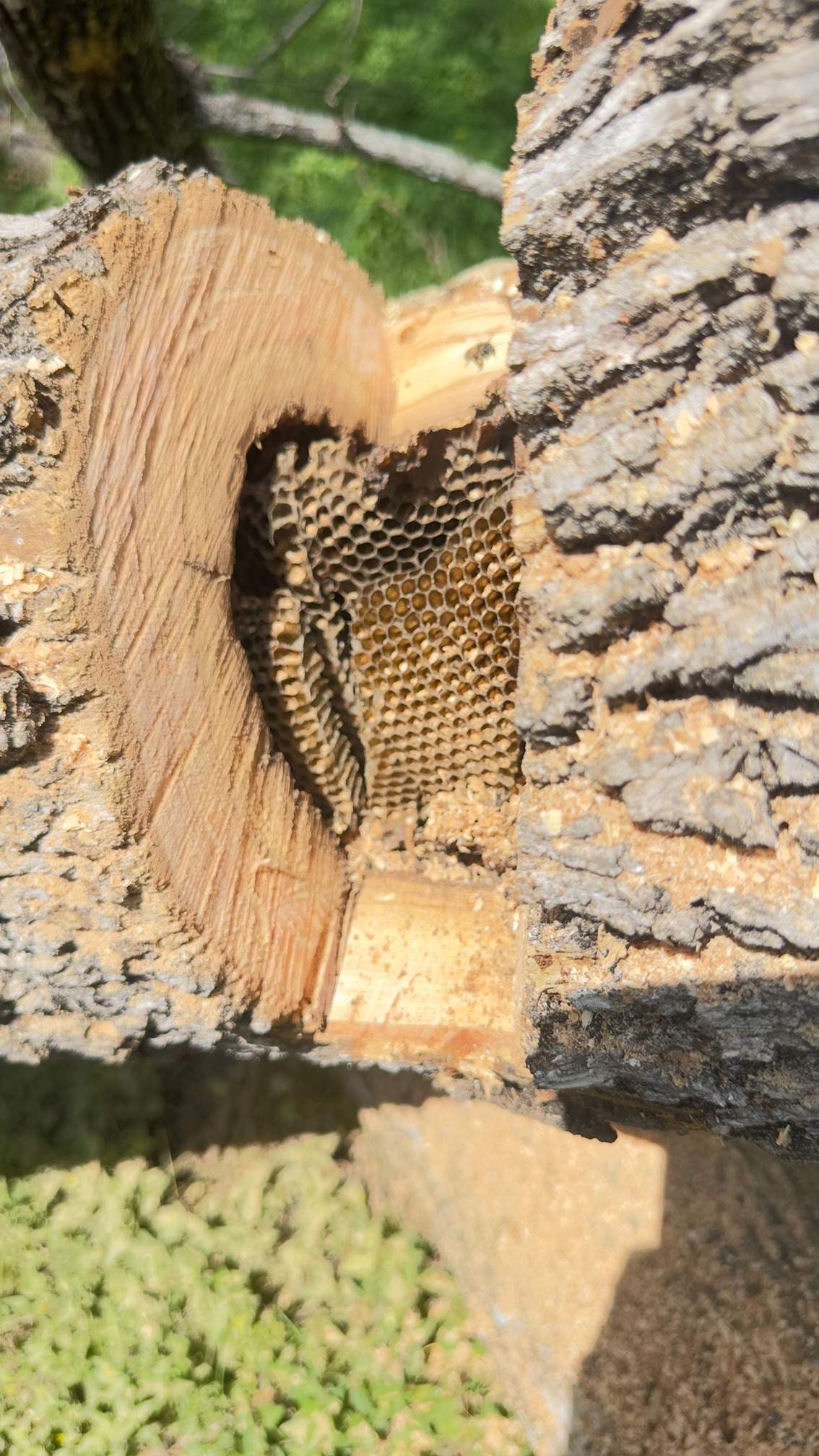 Two Trees One Yard by Rockwall Honey Bee Company