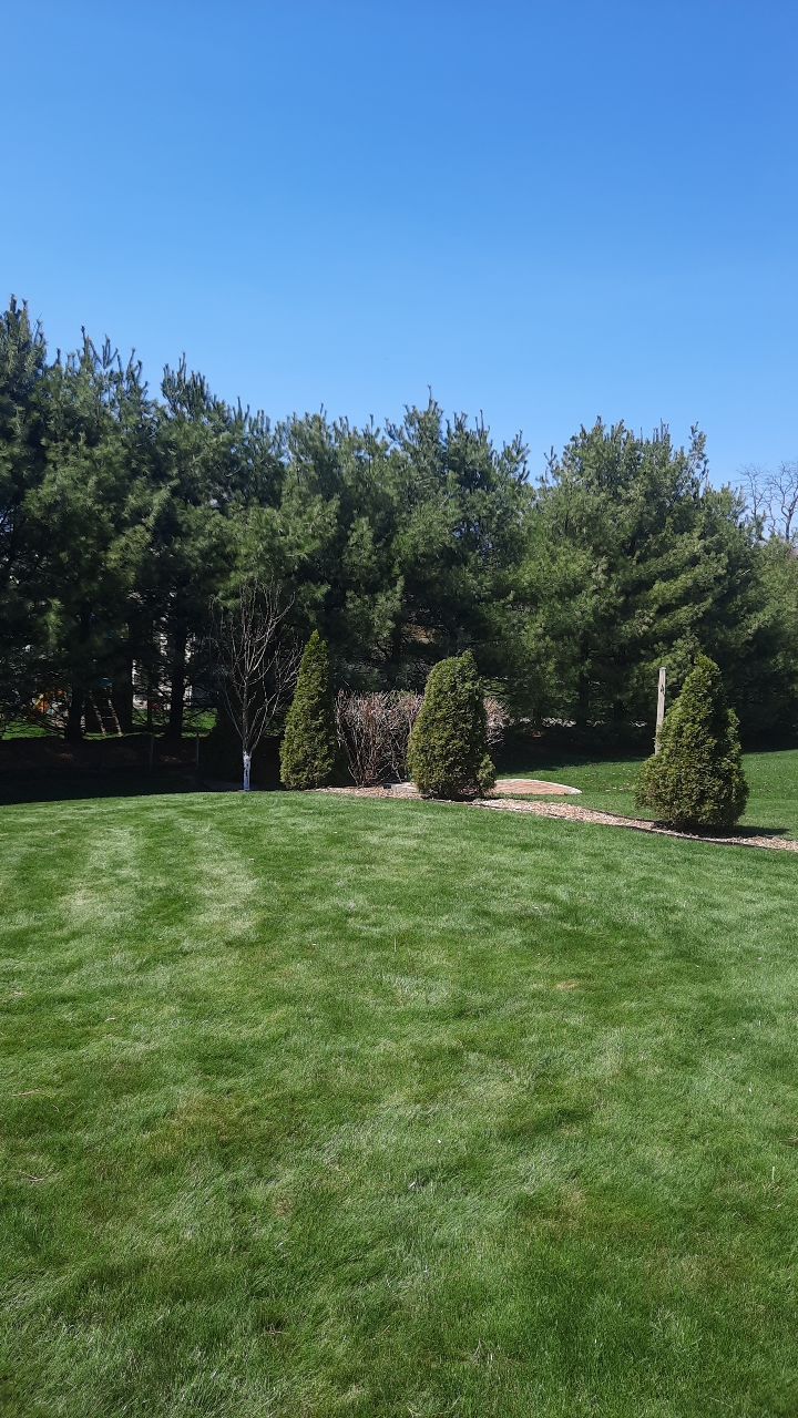 Tree Removal using Tree Removal by Mike Jones & Sons Tree Service LLC 