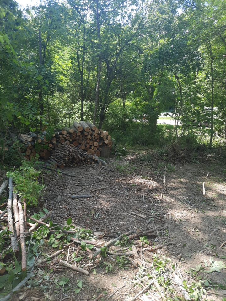 Tree Removal using Tree Removal by Mike Jones & Sons Tree Service LLC 