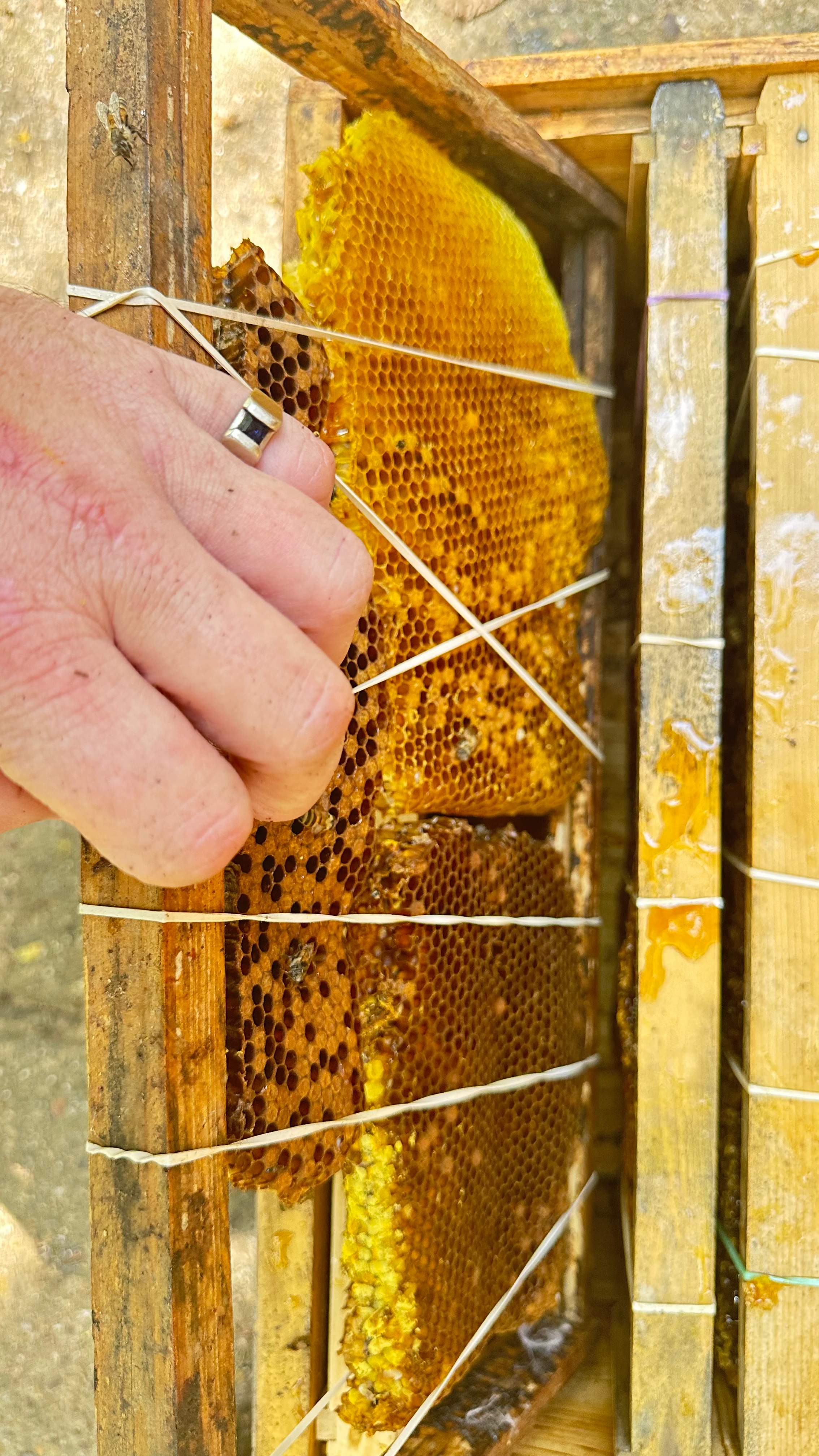 Long-term Residents by Rockwall Honey Bee Company