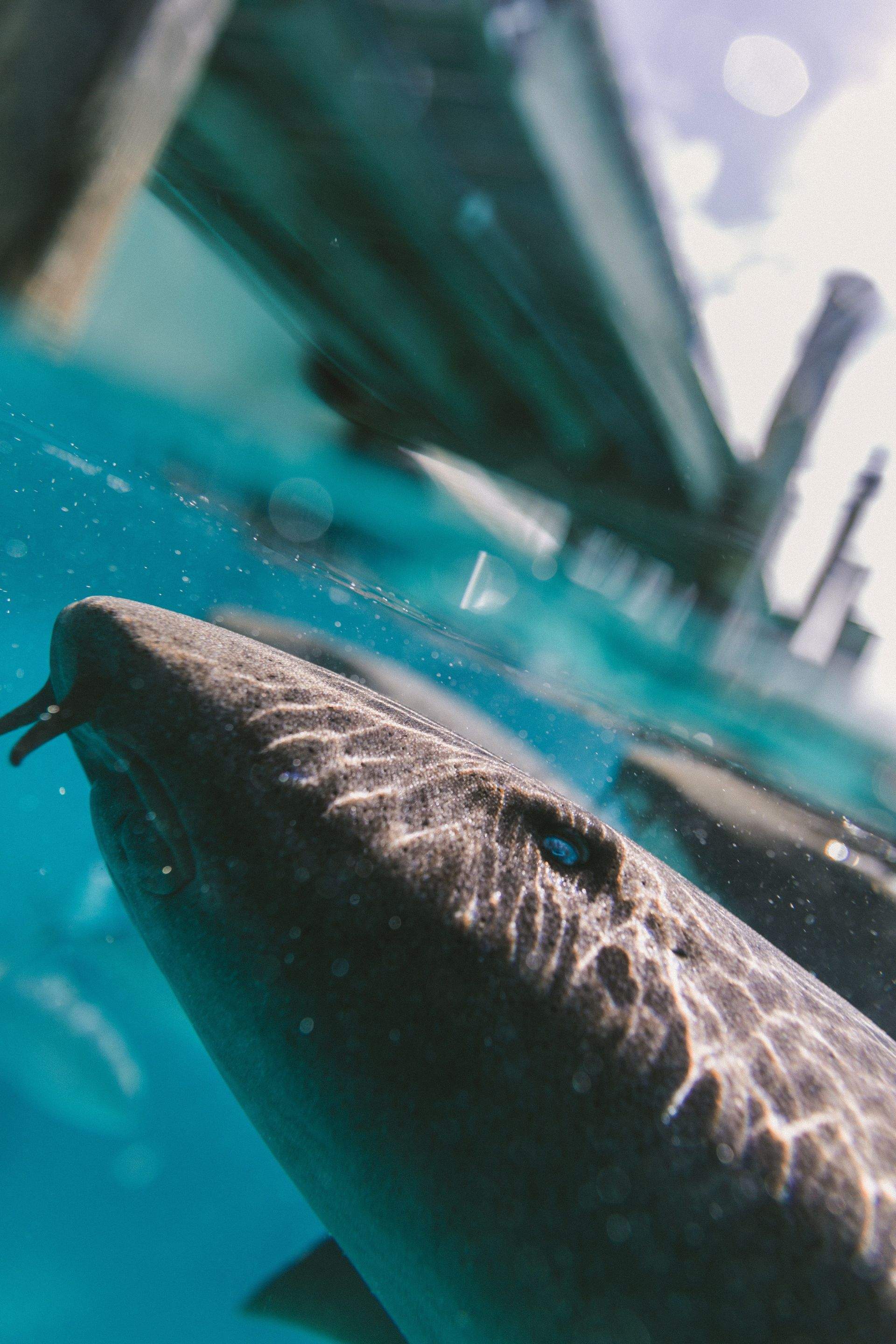 Sharks!!! by CompanyCam