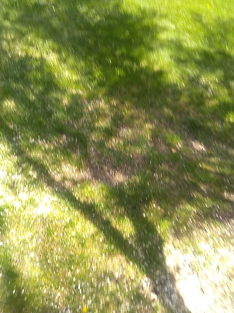 Tree Trimming using Tree Pruing by Mike Jones & Sons Tree Service LLC 