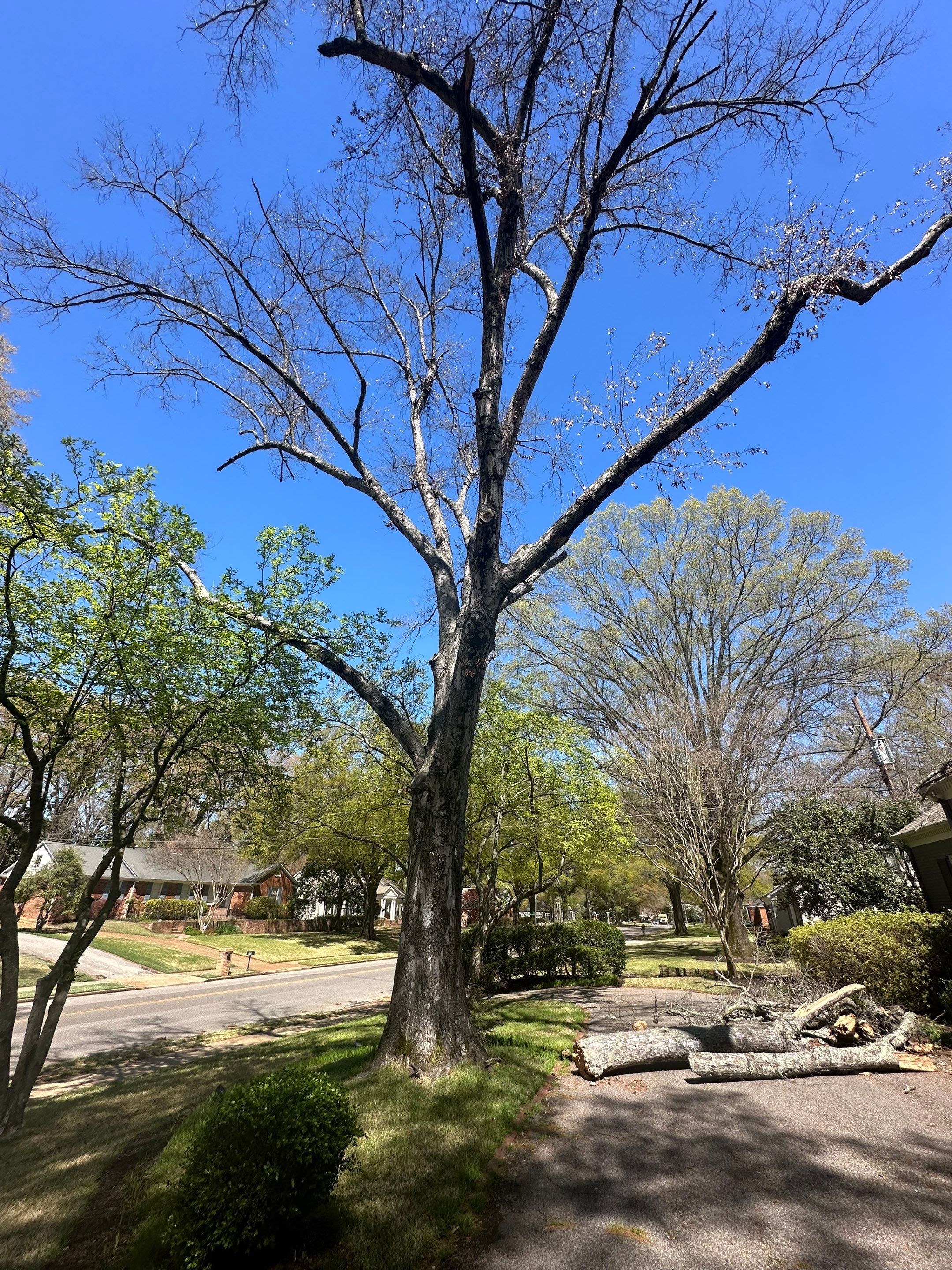 Residential Roof Repair and Decking Replacement After Tree Damage by Revival Roofing Services