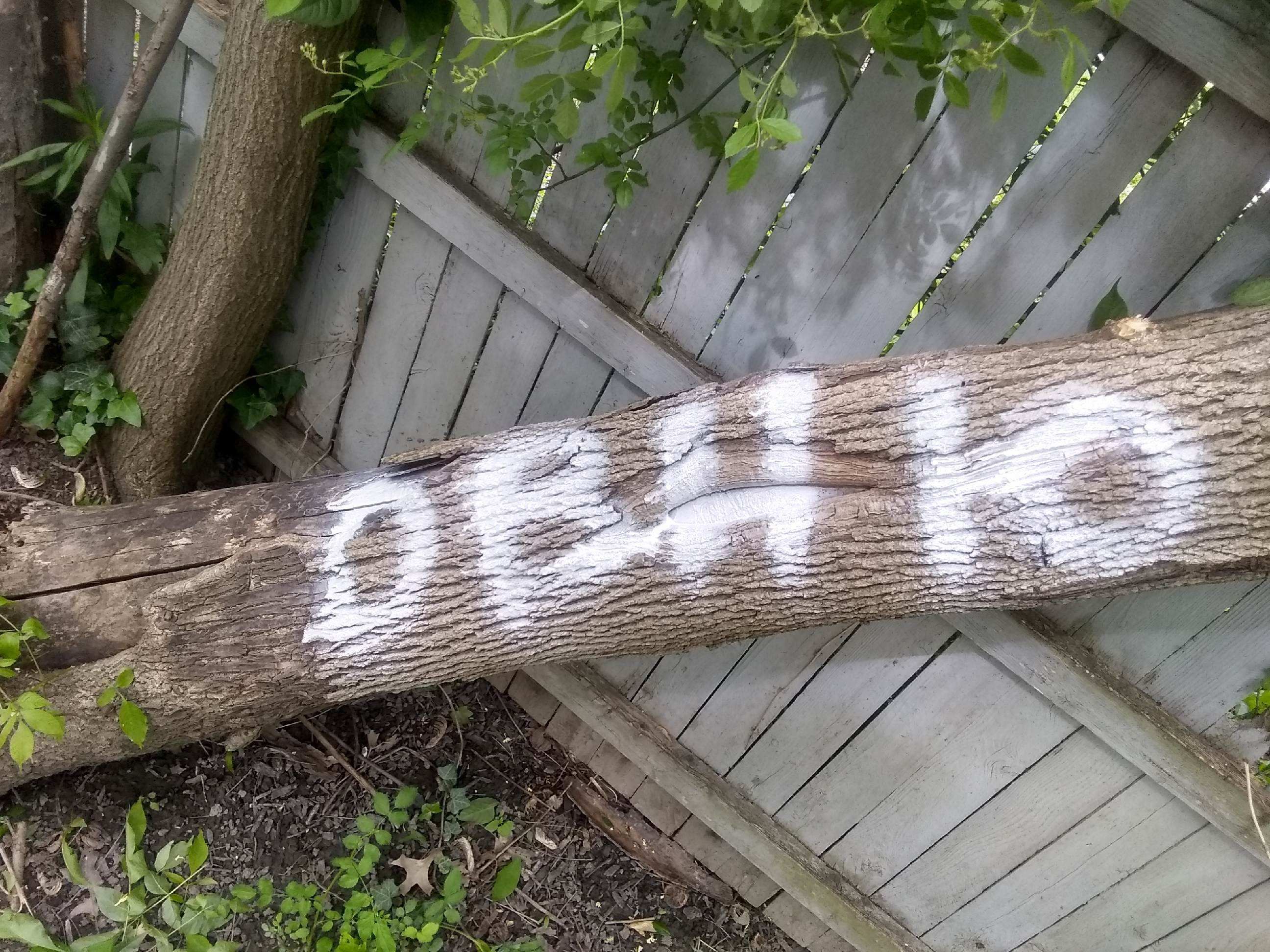 Tree Removal using Tree Removal by Mike Jones & Sons Tree Service LLC 