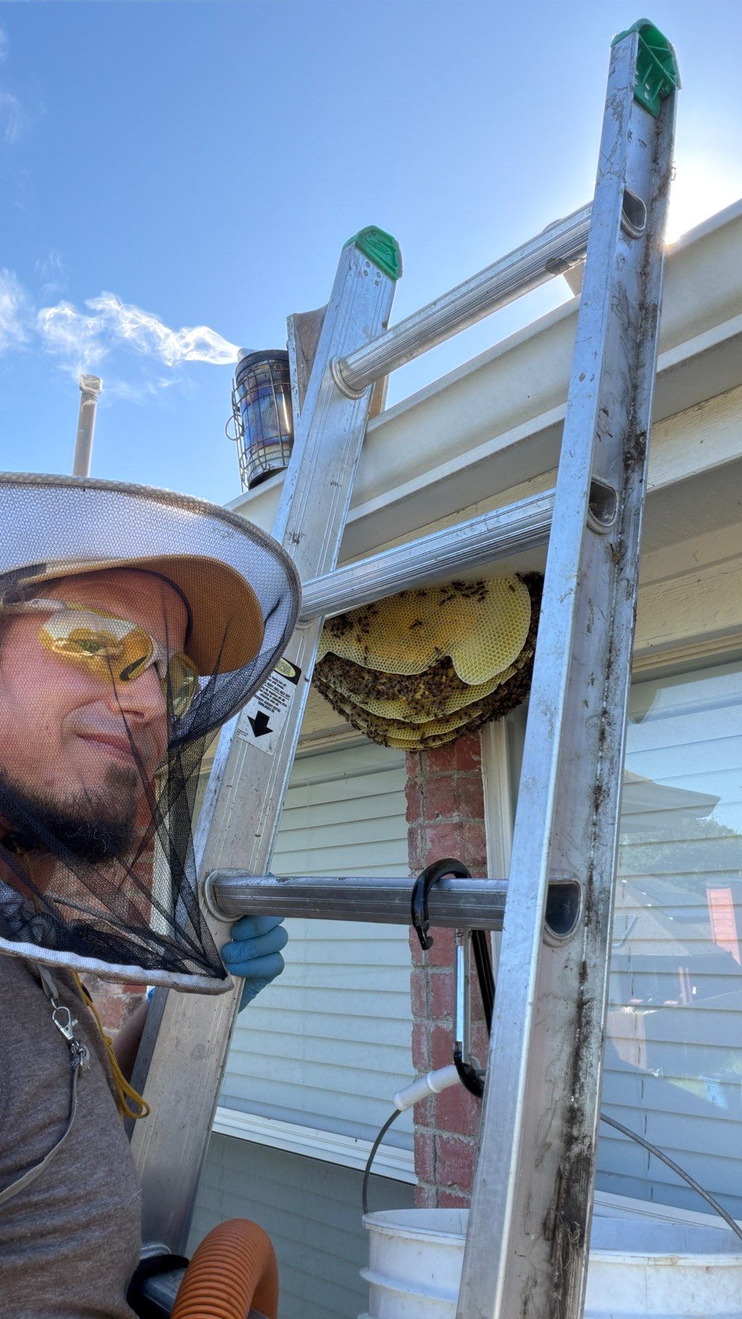 Open Air Colony in Rockwall, TX by Rockwall Honey Bee Company