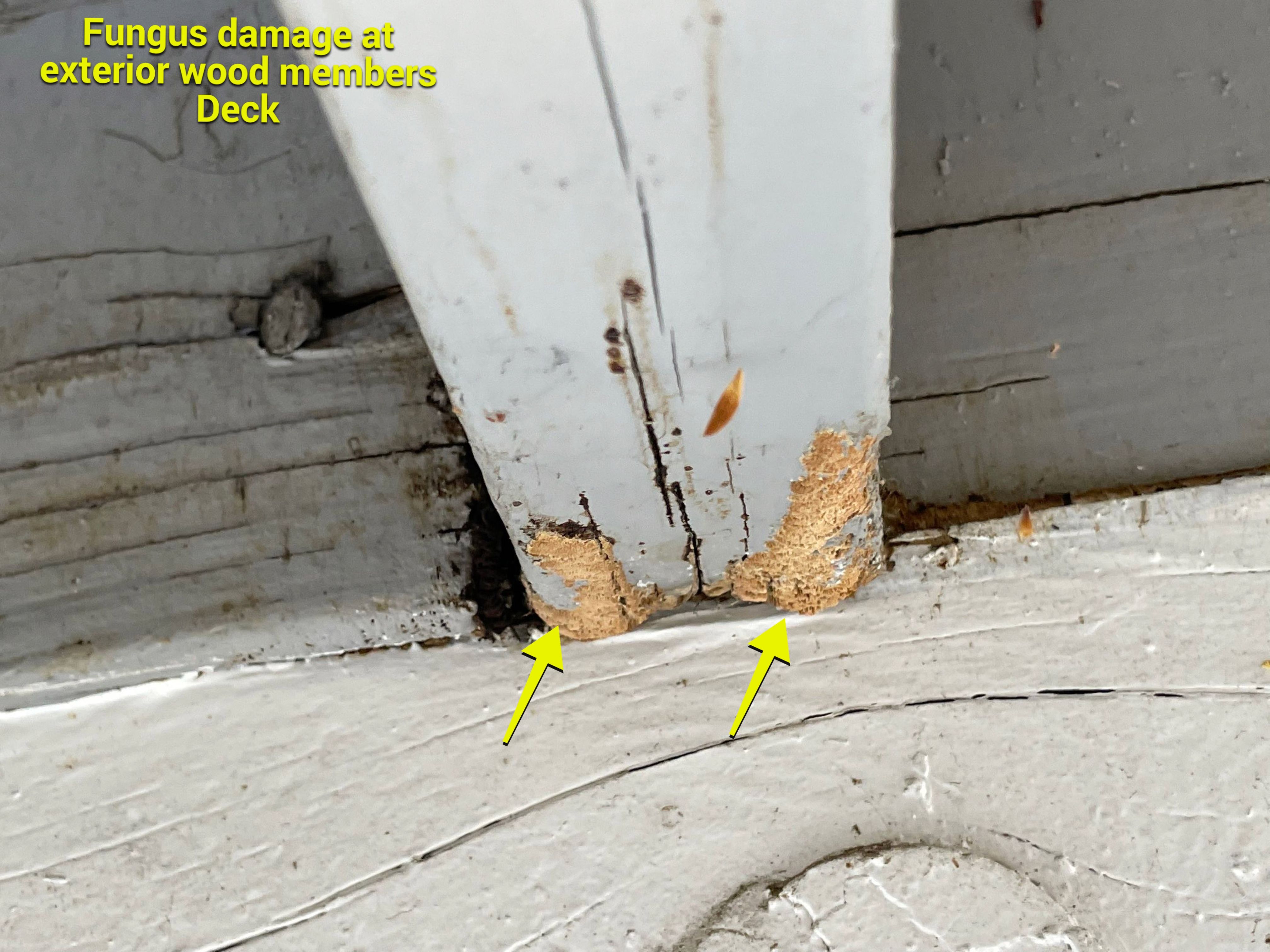 Wood Destroying Organisms Report by GLOBAL Termite Solutions