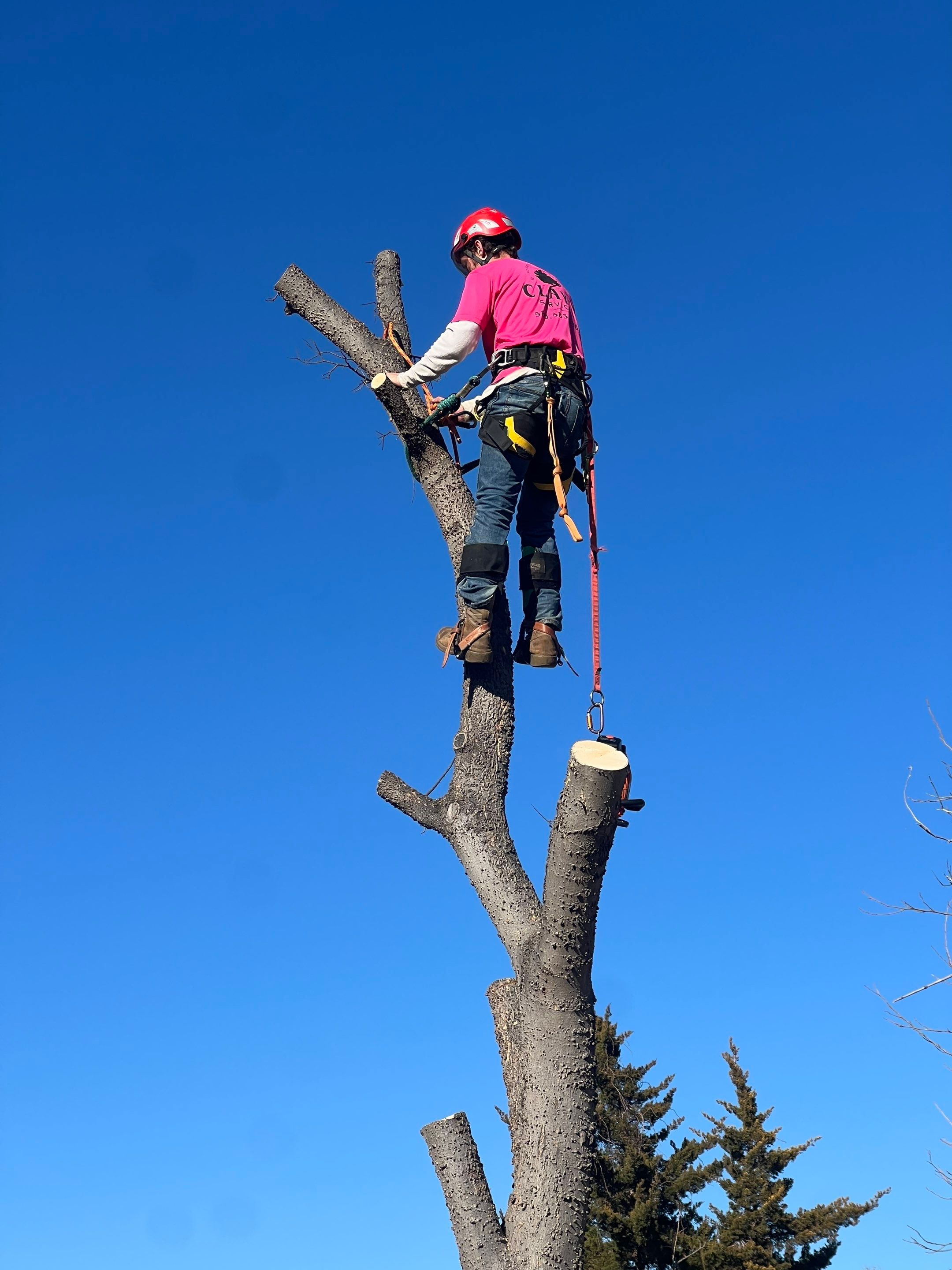 Fence , Concrete Pads , and Tree Removal by Clays Services Inc