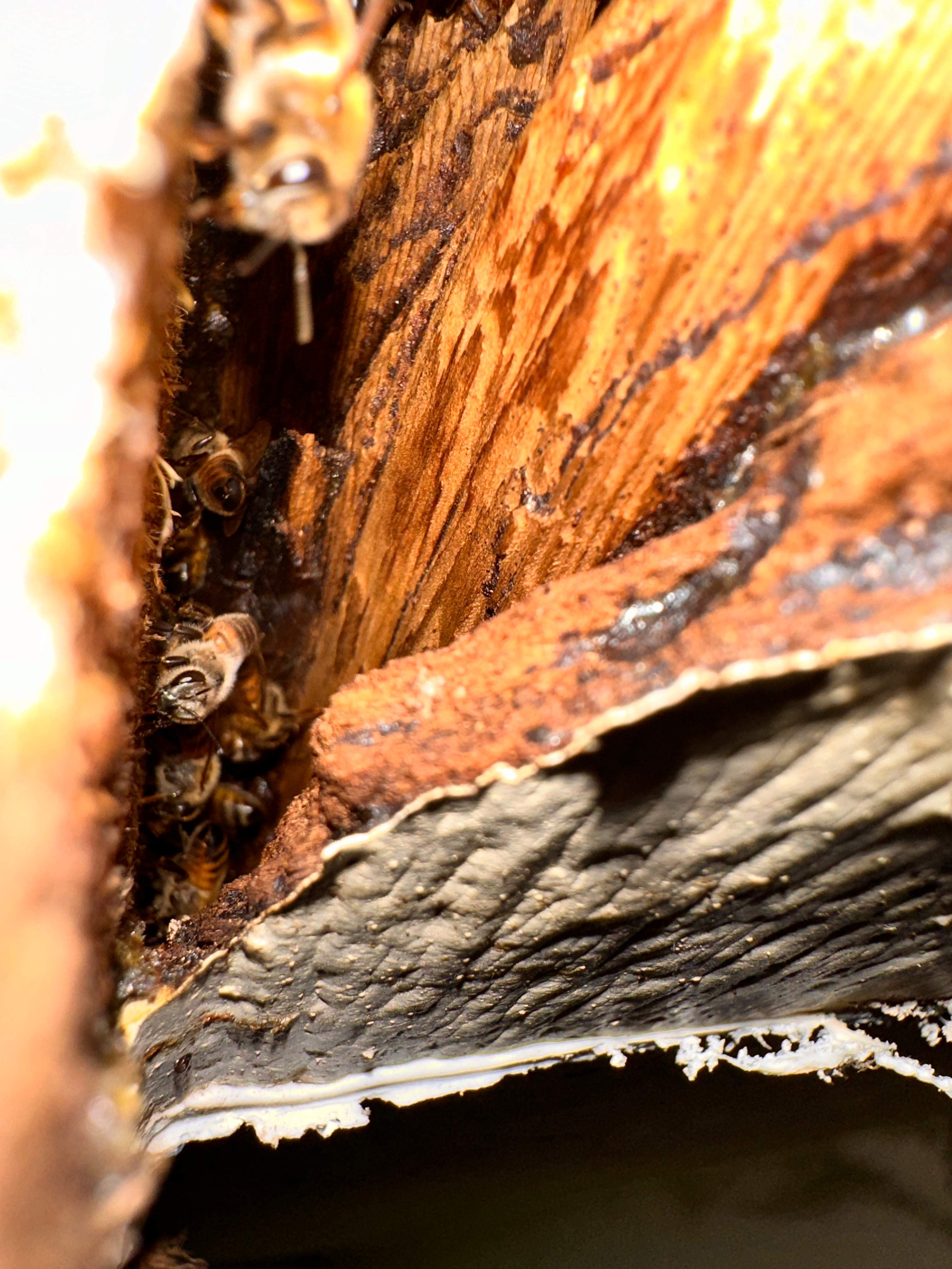 Yes, Professor. by Rockwall Honey Bee Company