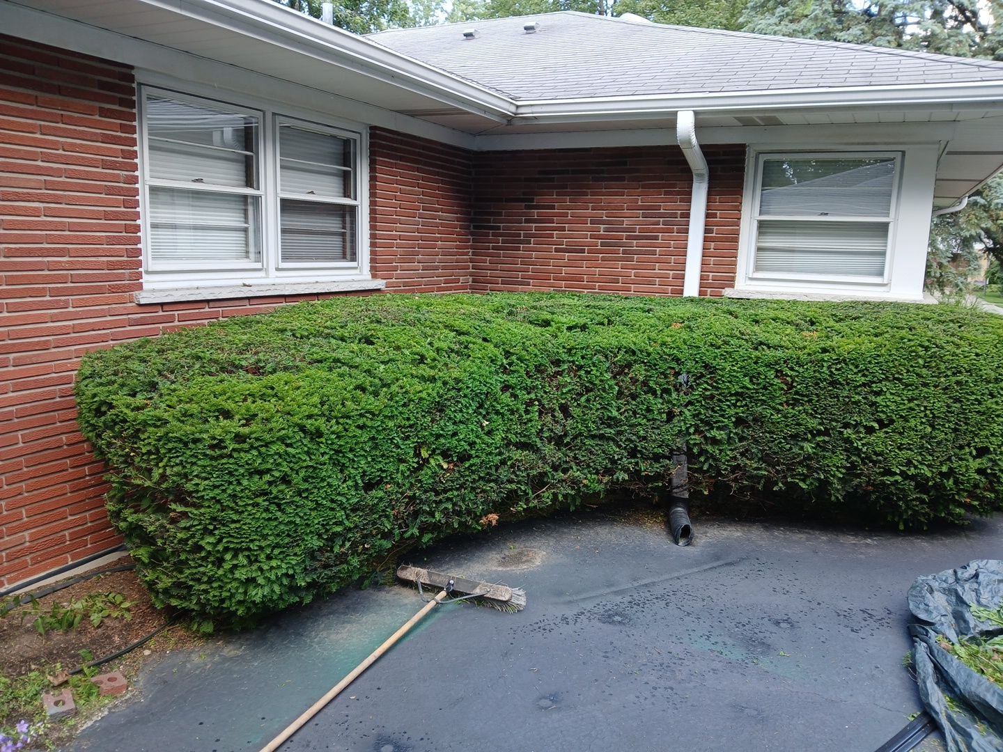 Al K. - Arlington Heights, IL by A&N