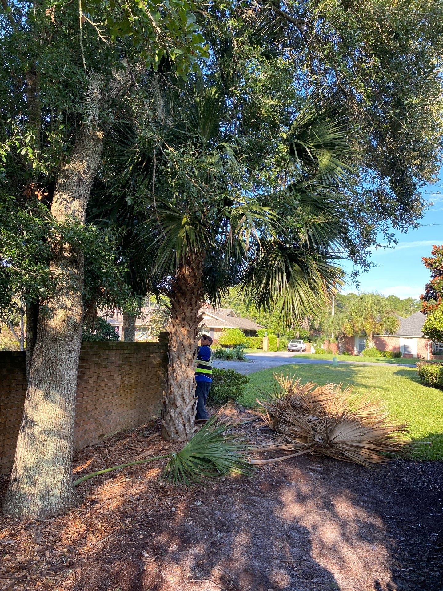 Deerwood Residence | Palm Tree Trimming by ProGreen Services