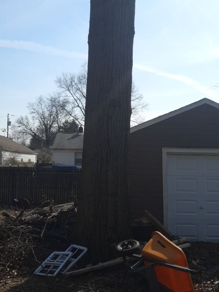Tree Trimming using Tree Pruing by Mike Jones & Sons Tree Service LLC 