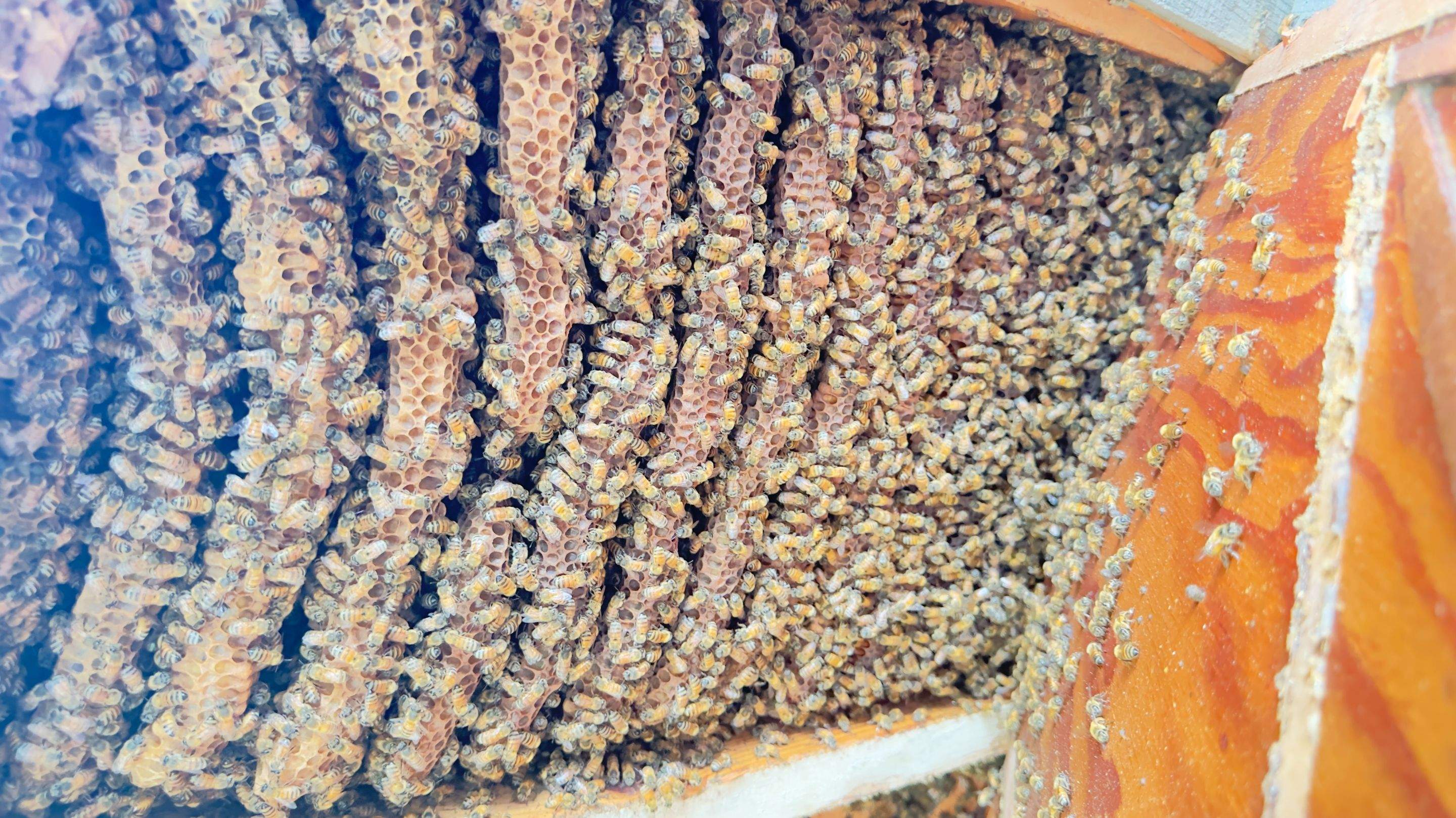 Old Faithful by Rockwall Honey Bee Company