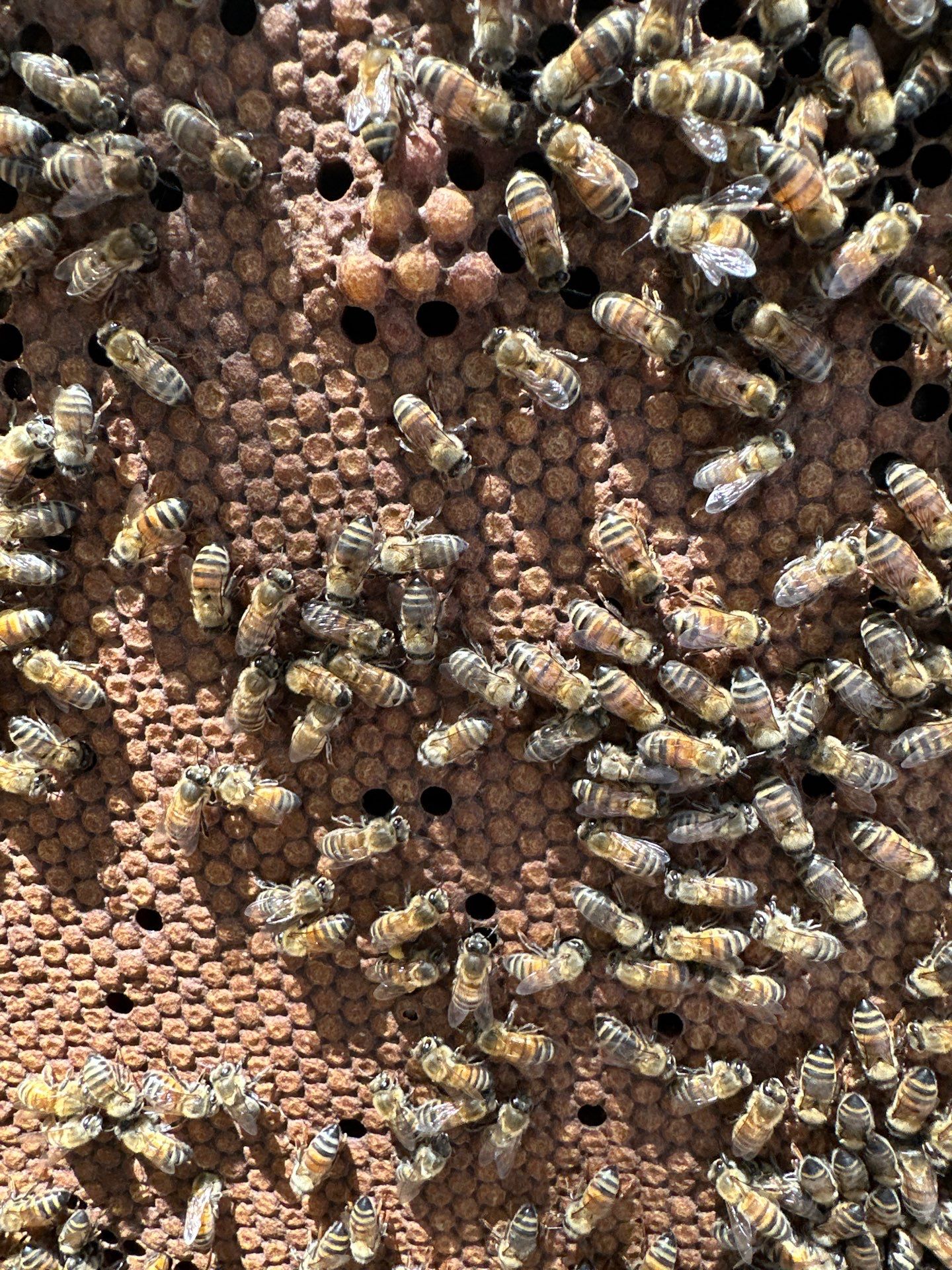 Urban Building Bees by Rockwall Honey Bee Company