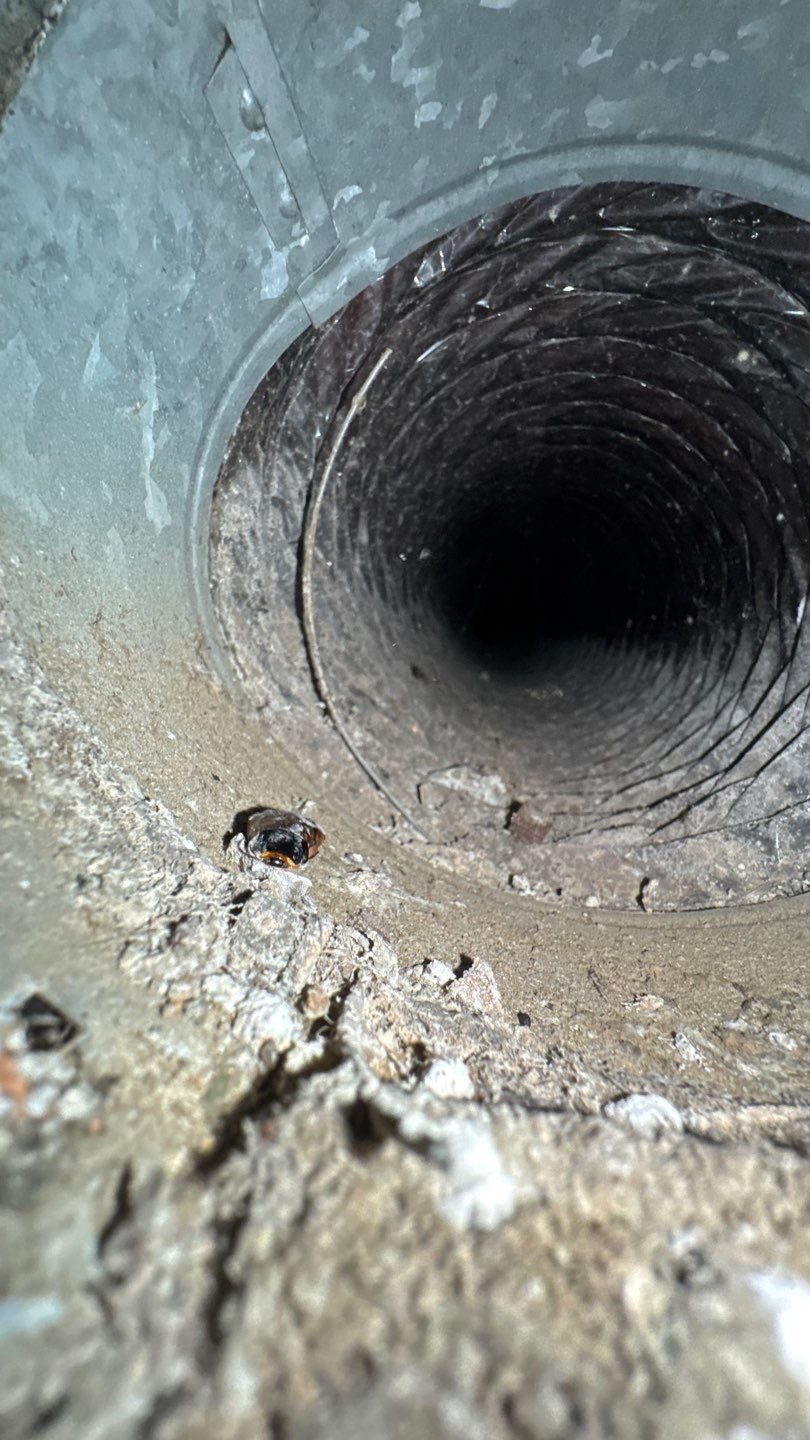 Extremely Dirty Air Duct Cleaning in Fruitland Park by Hygienic Air, Inc