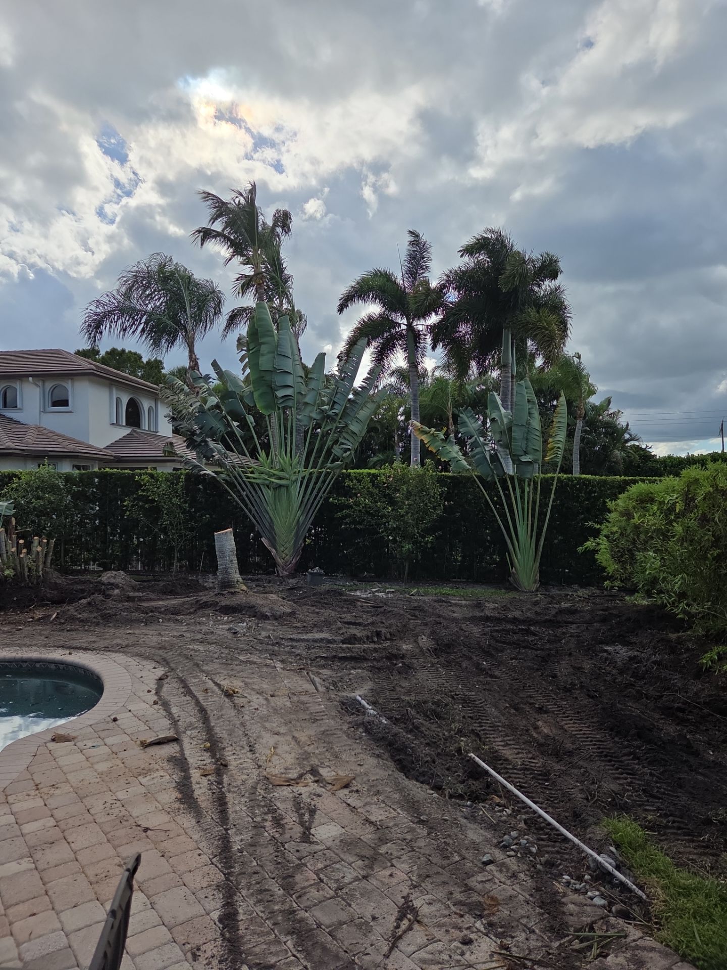 Hammock Creek Estate | Phase 1 – The Art of Precision Removal by Alpha Zeta Enterprises Inc