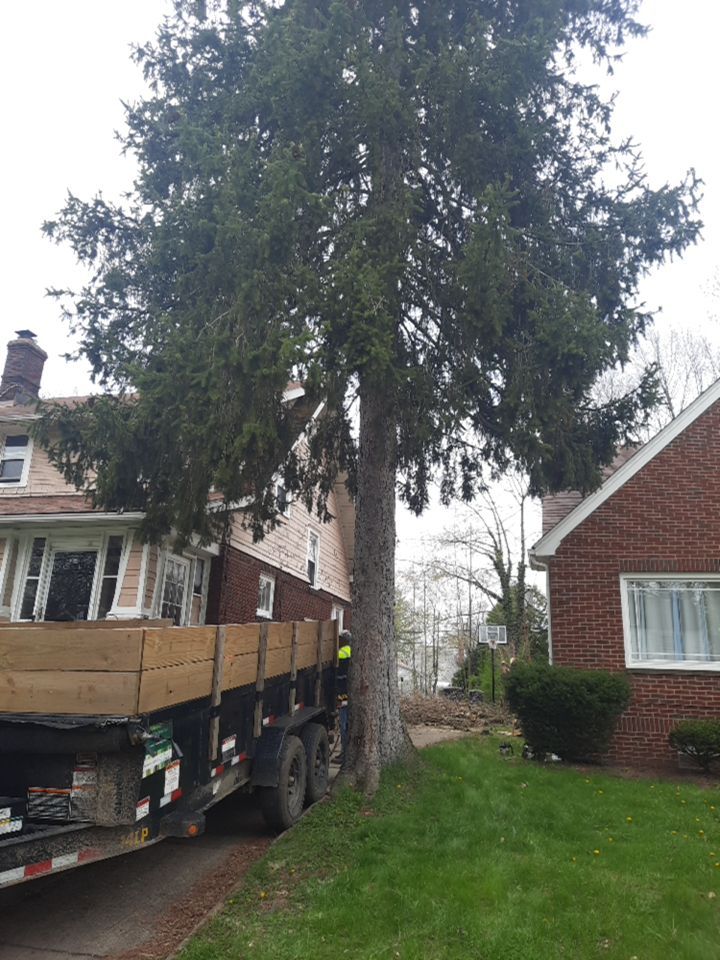 Tree Removal using Tree Removal by Mike Jones & Sons Tree Service LLC 