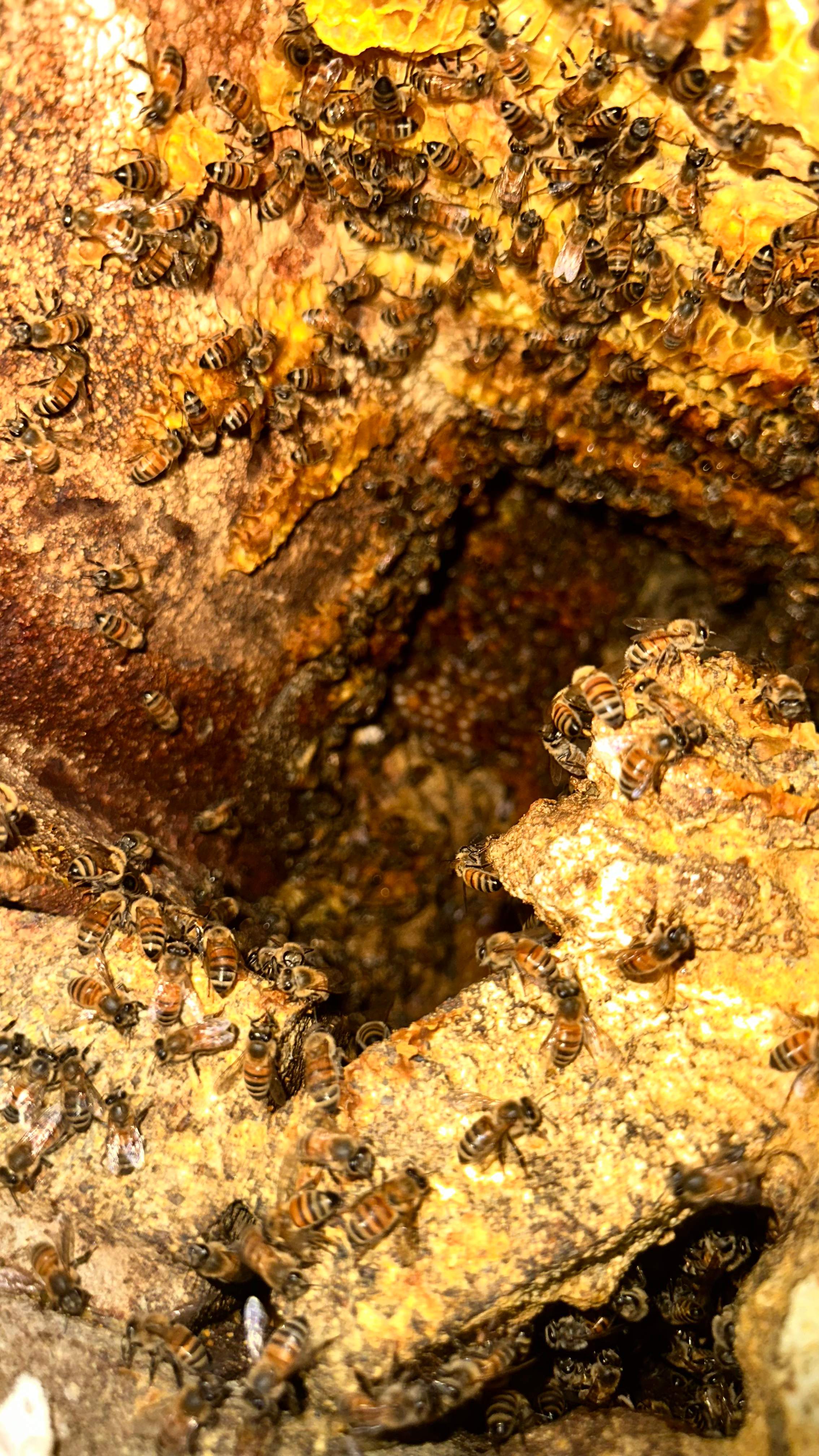 Art Gallery by Rockwall Honey Bee Company