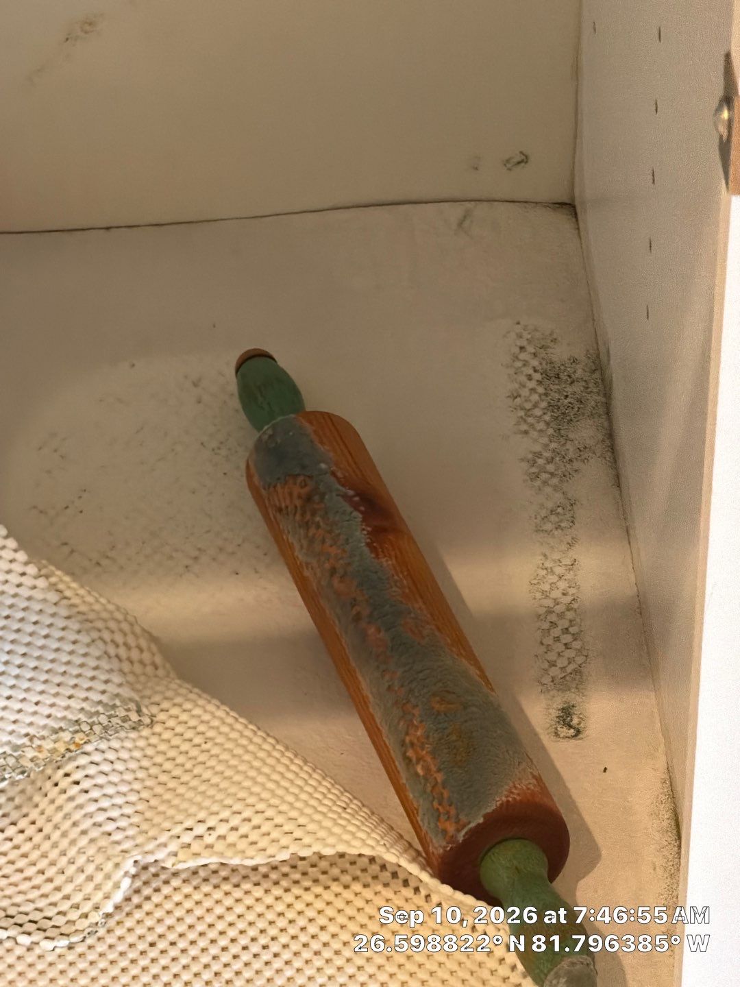 Fort Myers Water Damage Restoration and Professional Mold Remediation by Microscope