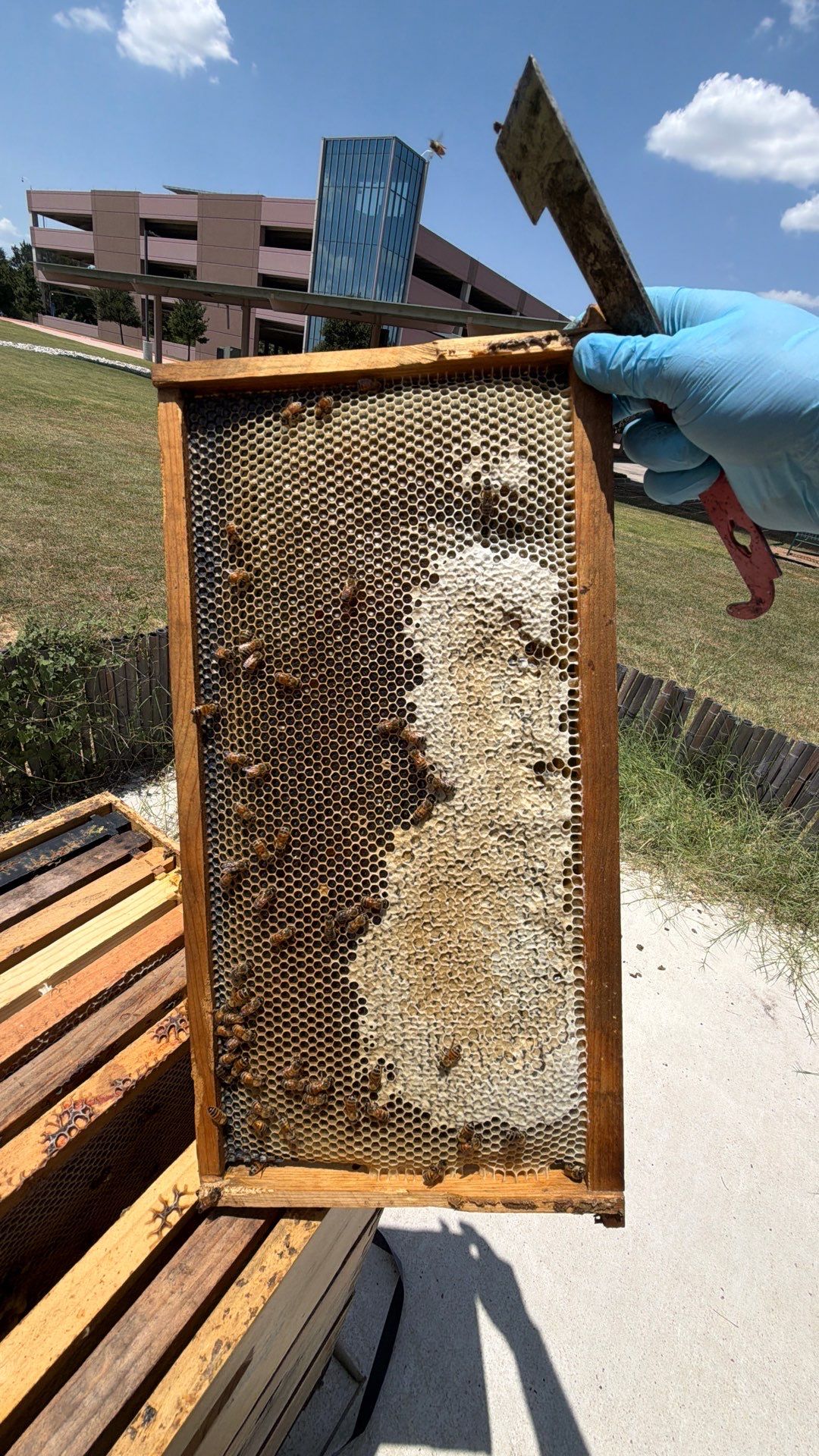Bees at the Bank! by Rockwall Honey Bee Company