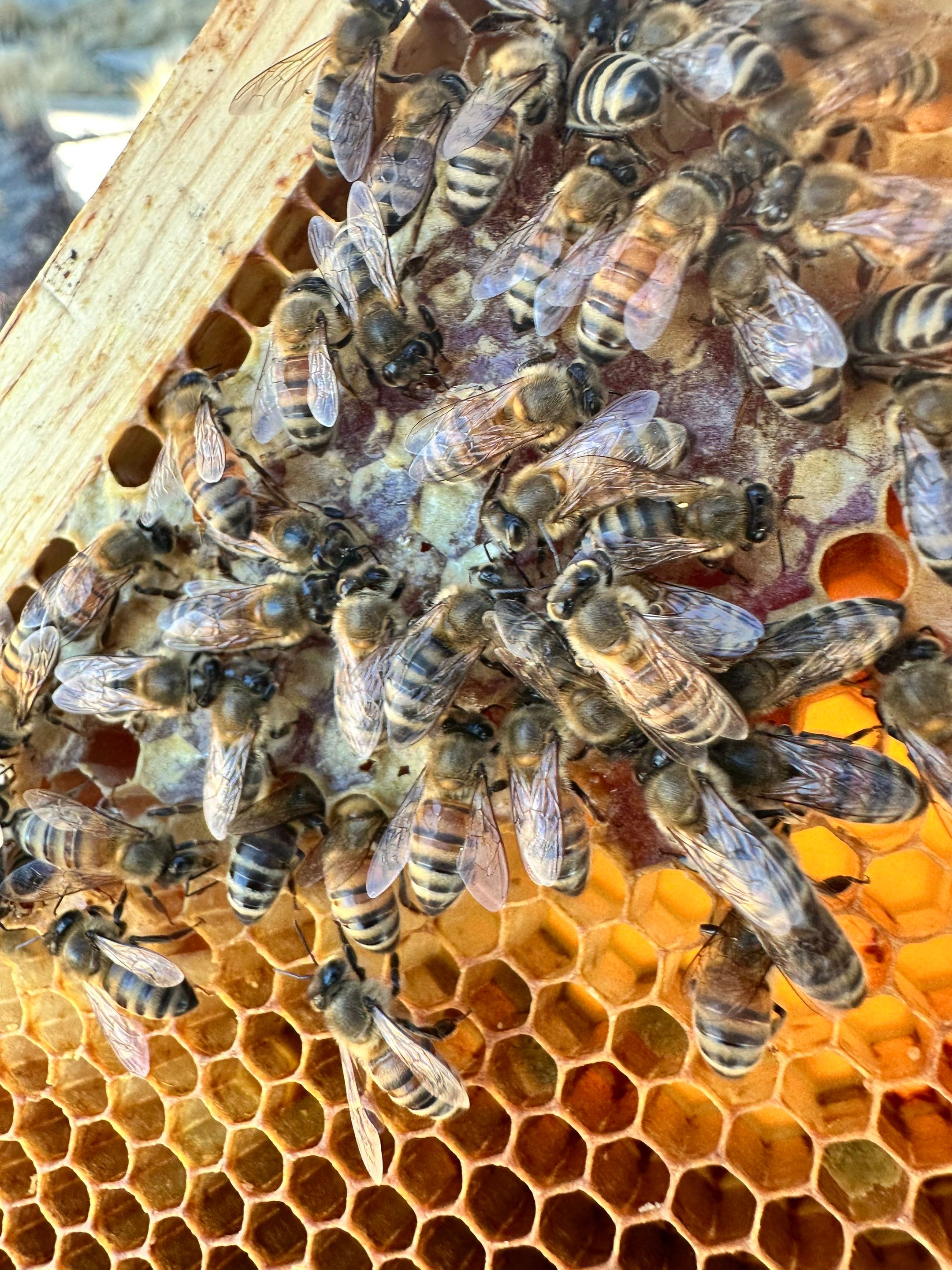 Frisco Corporate HQ by Rockwall Honey Bee Company