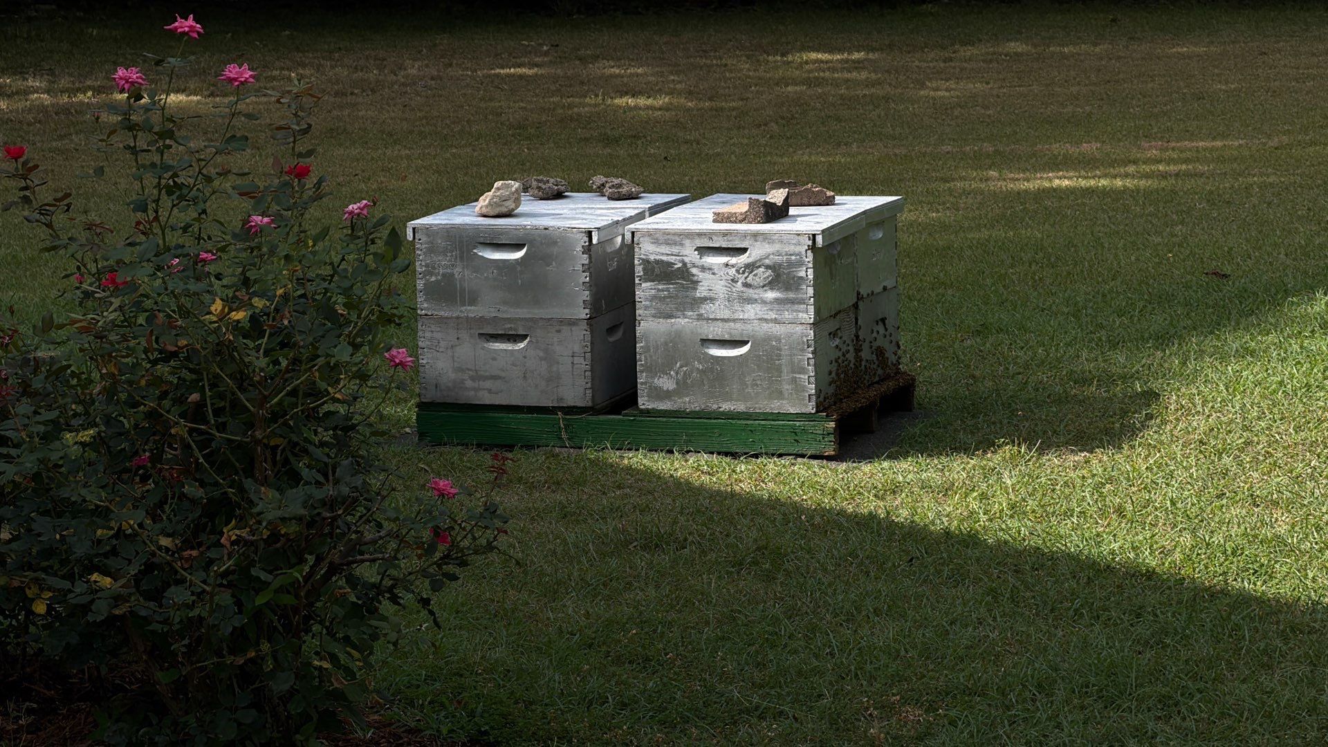 Cavnar Gang-Busters by Rockwall Honey Bee Company