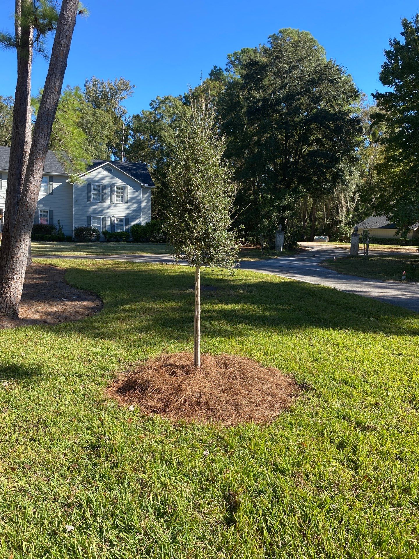 Deerwood Community | Oak Tree Replacement Project by ProGreen Services