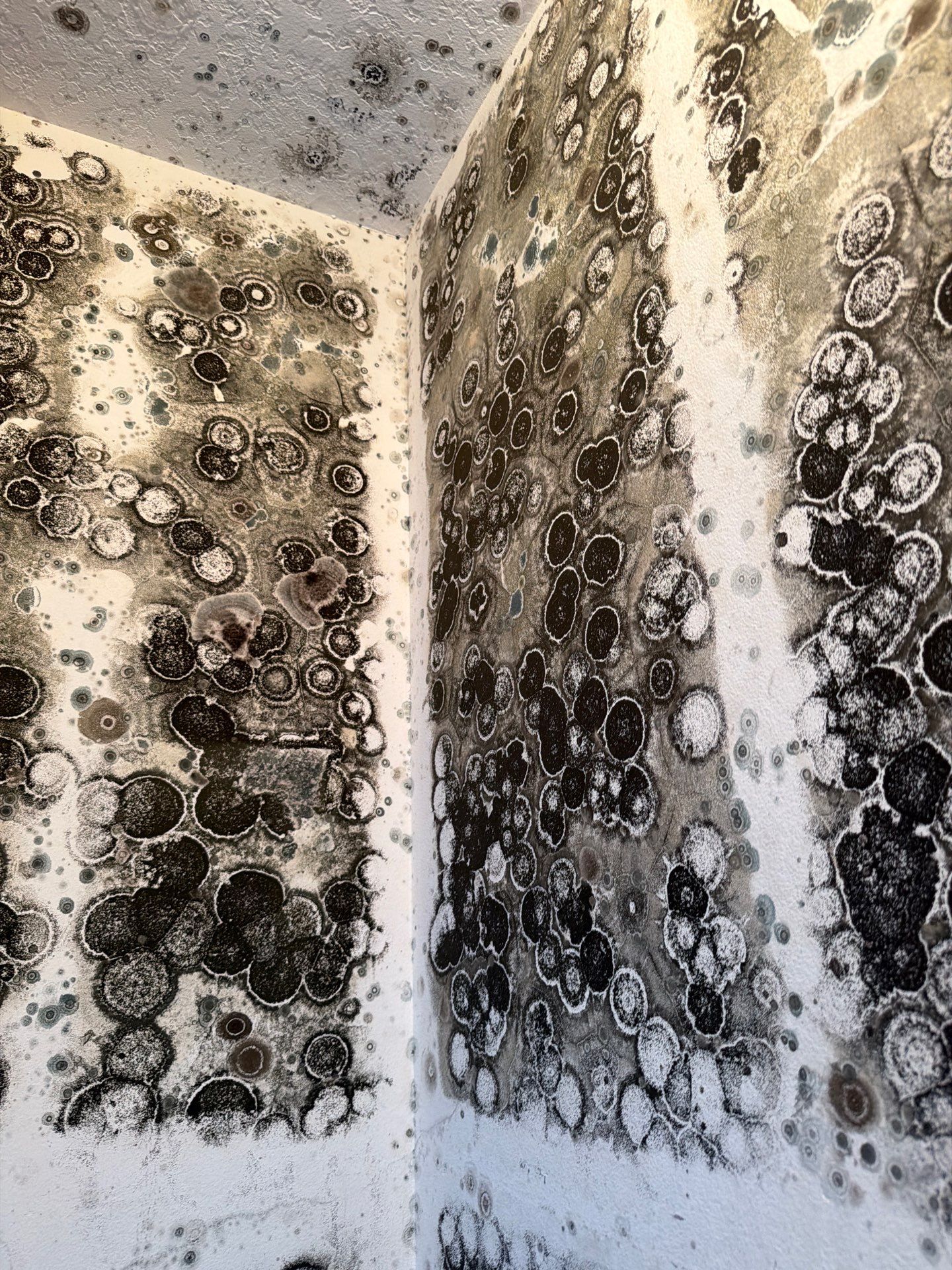 Mold Remediation and Interior Structural Drying in Wellington, Florida by SuperClean