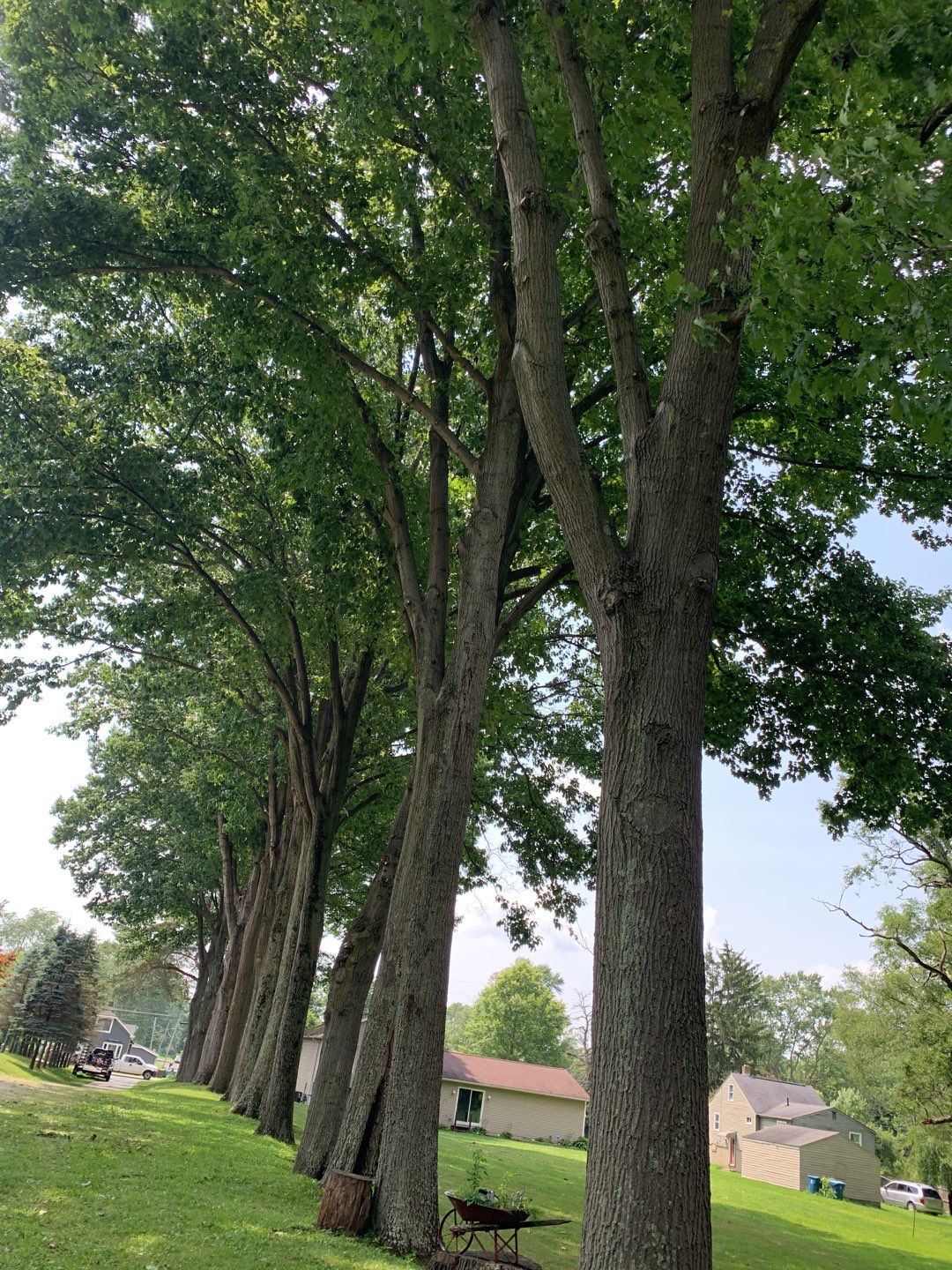 Tree Trimming by Mike Jones & Sons Tree Service LLC 