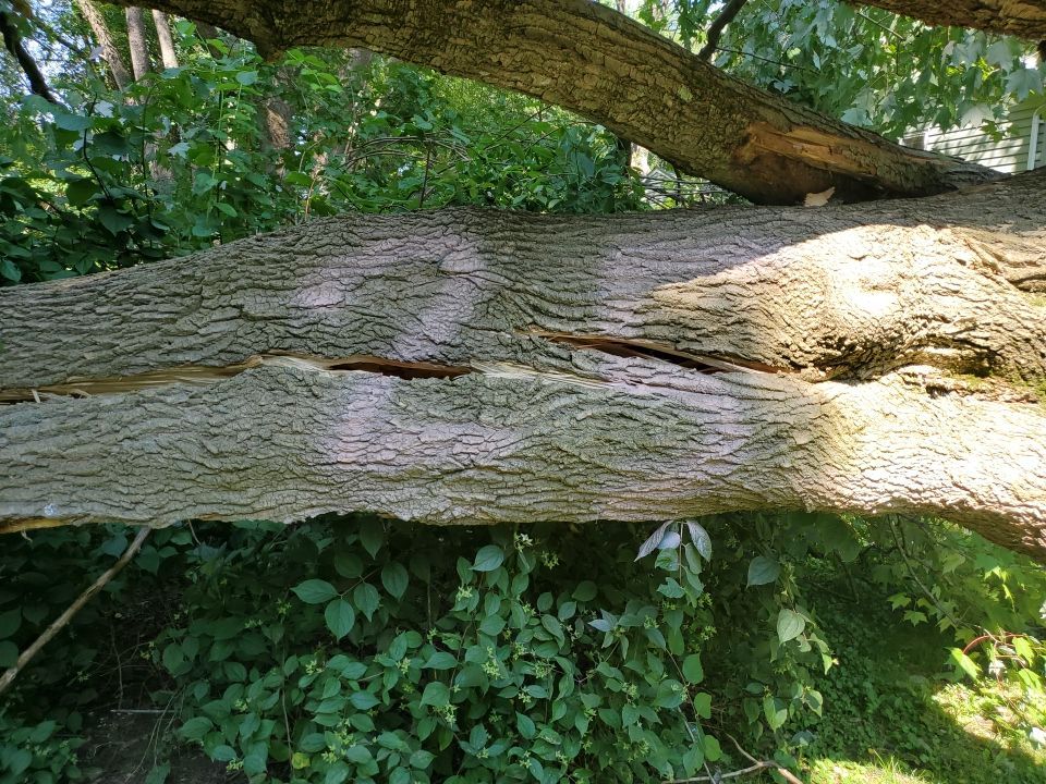 Storm Damaged Tree Removal  by Mike Jones & Sons Tree Service LLC 