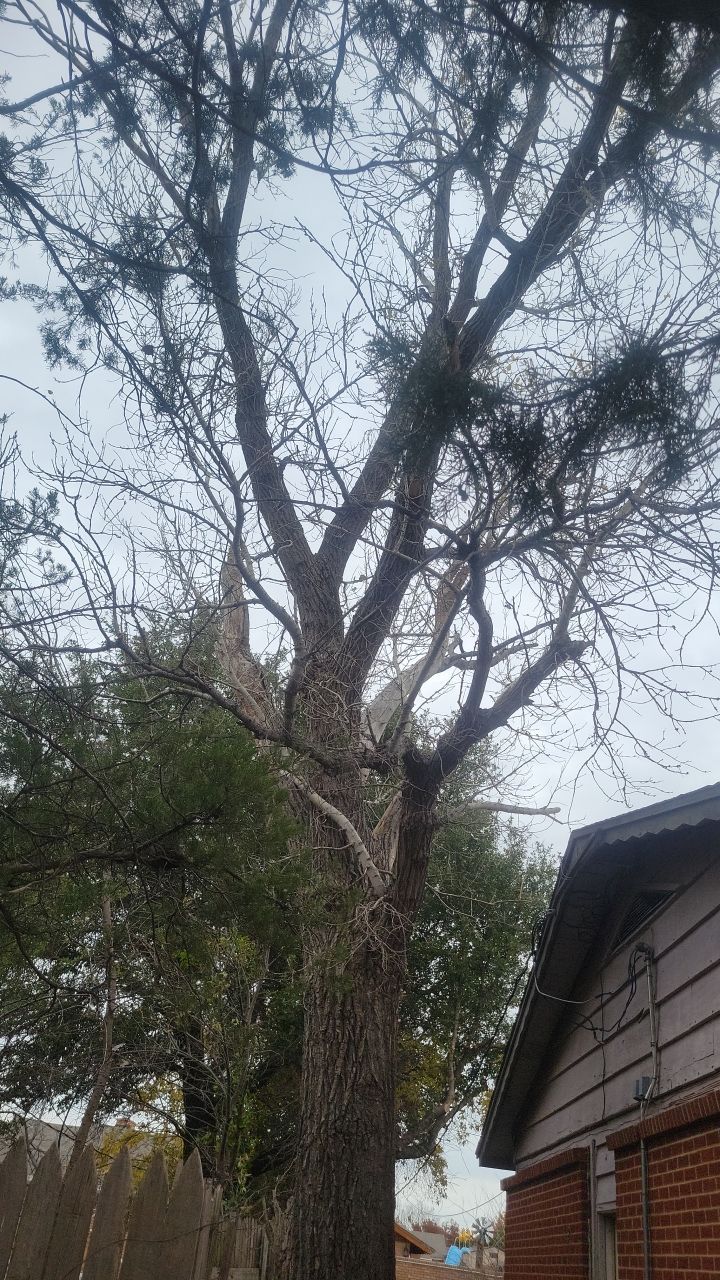 Tree Removal using Chainsaws by Clays Services Inc
