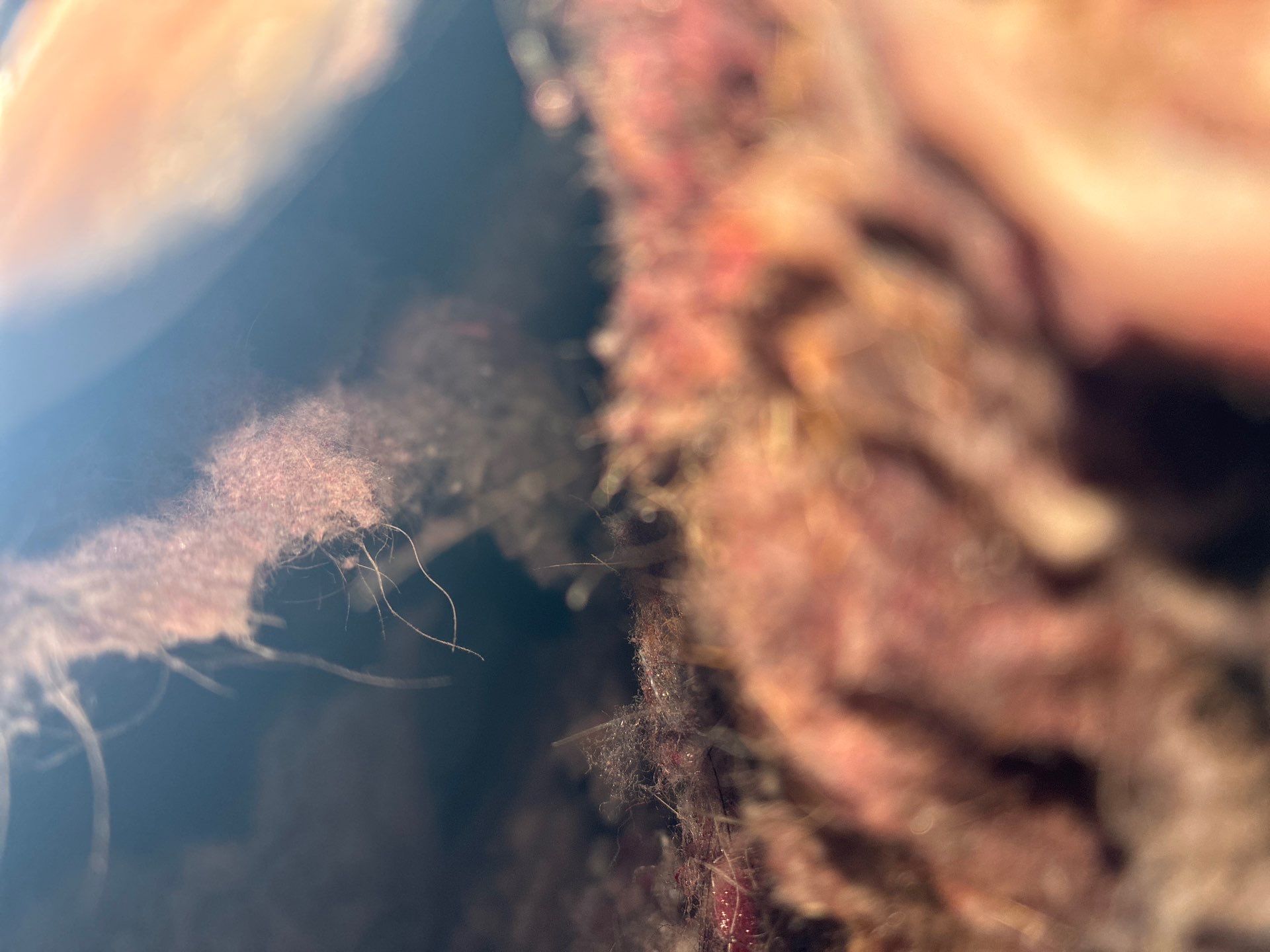 Air Duct Dryer Vent Cleaning in Orlando by Hygienic Air, Inc