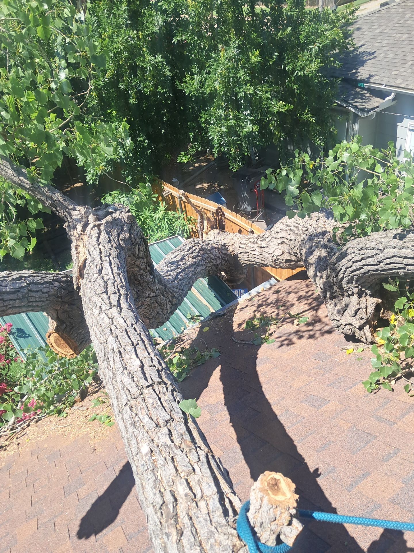Dangerous Tree Tree Removal  by Clays Services Inc