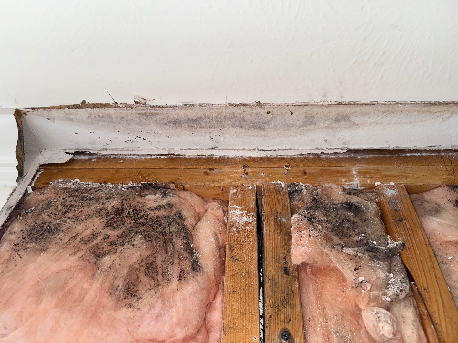 Mold Remediation Job in Richmond by Team Home Solutions