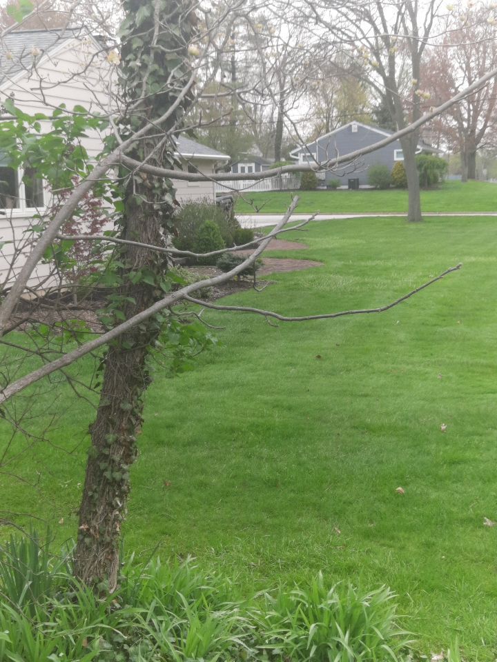 Tree Removal using Tree Removal by Mike Jones & Sons Tree Service LLC 