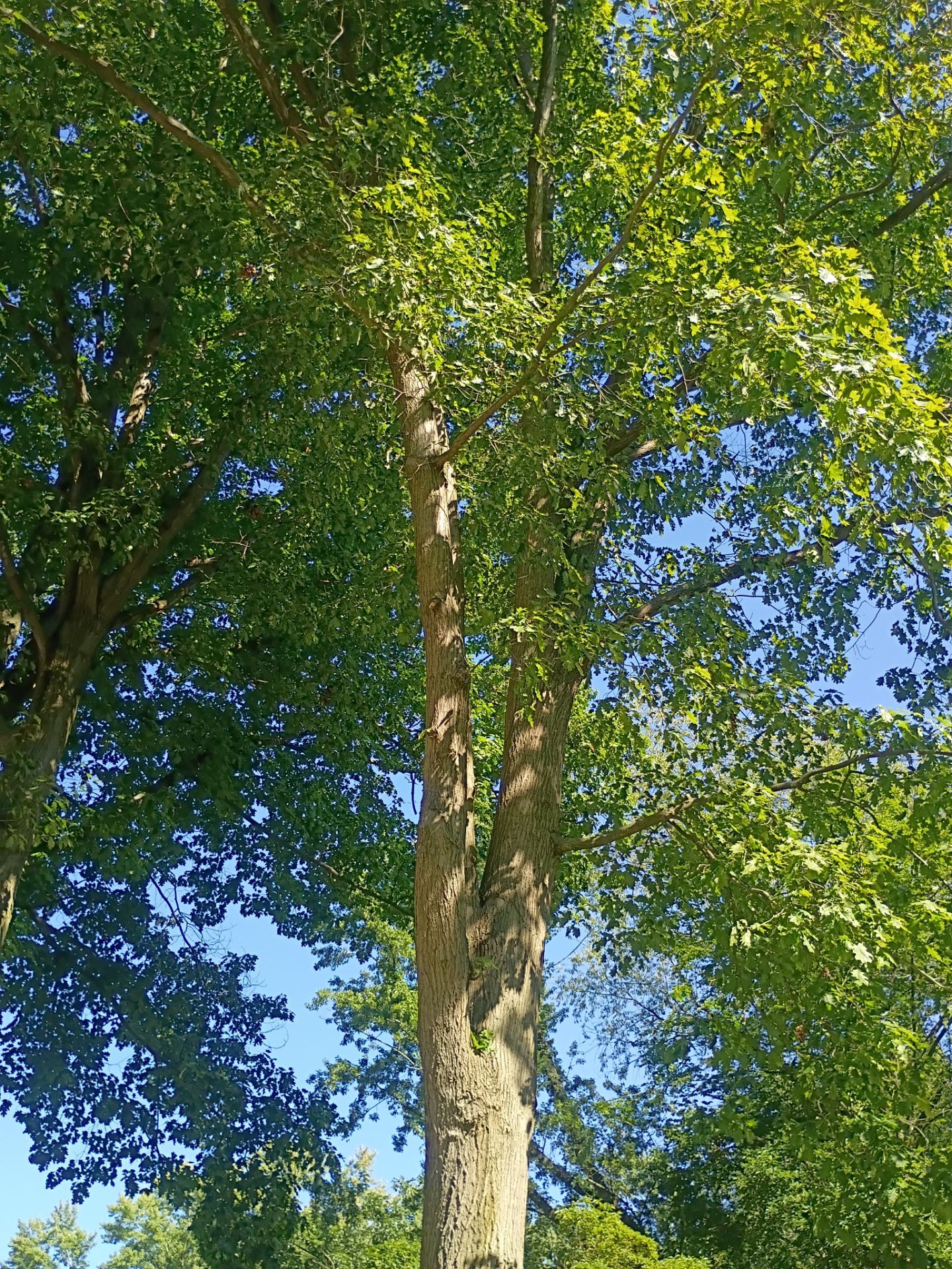 Tree Trimming & Tree Removal in Akron Ohio by Mike Jones & Sons Tree Service LLC 